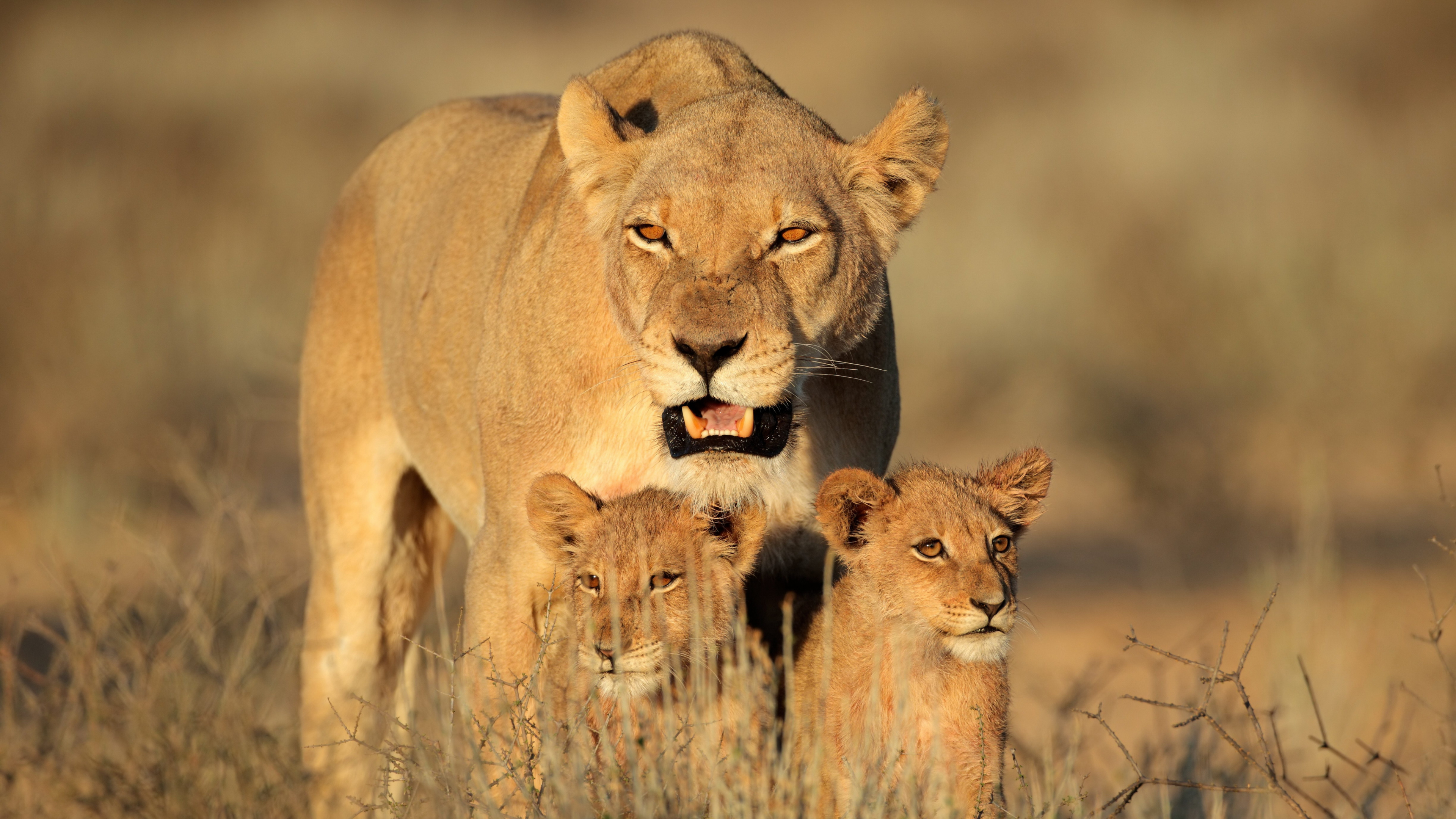 Обои Лев, тигр, живая природа, наземные животные, масаи Лев в разрешении 3840x2160
