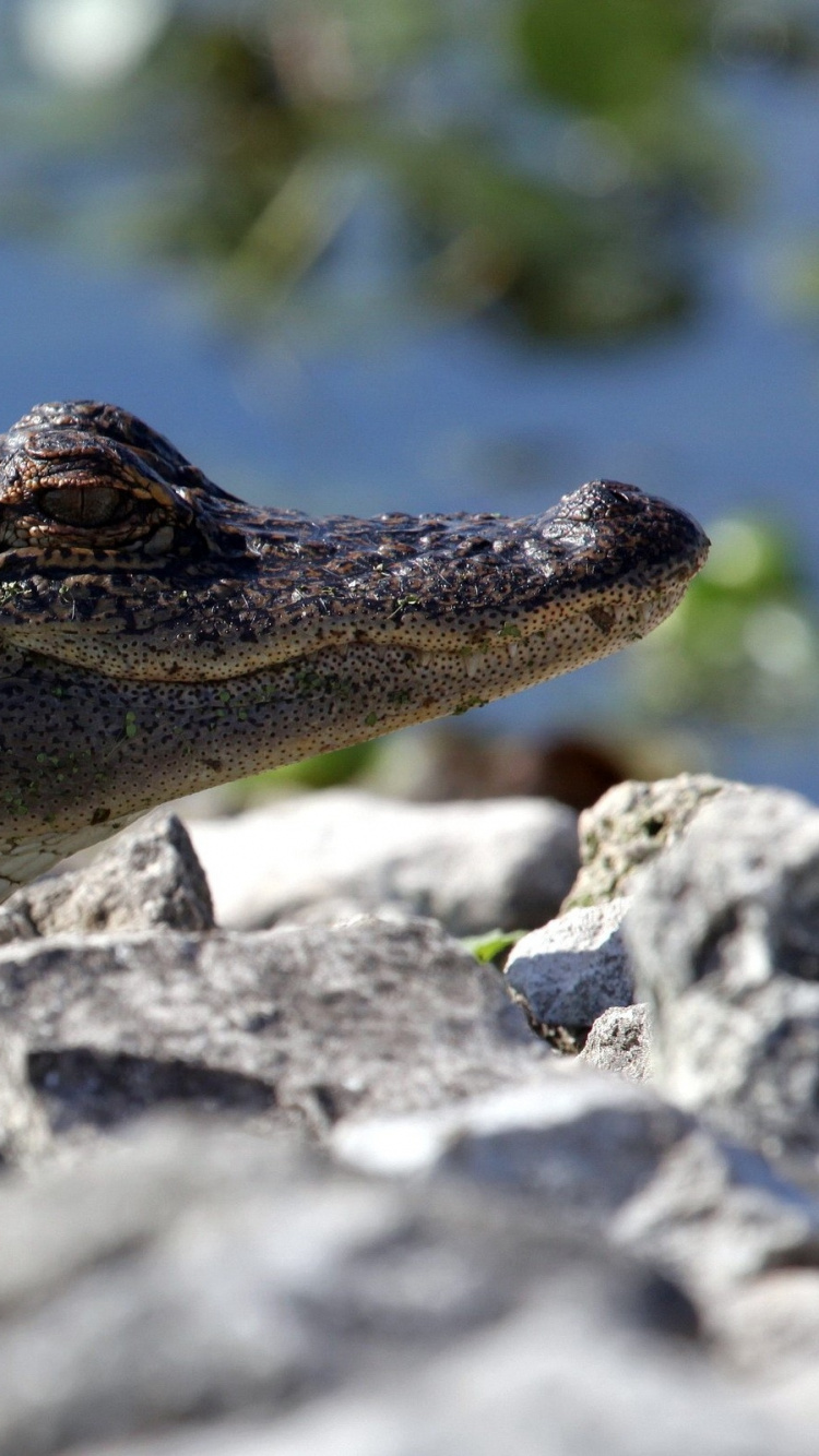 Обои гавиала, нильский крокодил, Аллигатор, крокодилино, крокодил в разрешении 750x1334