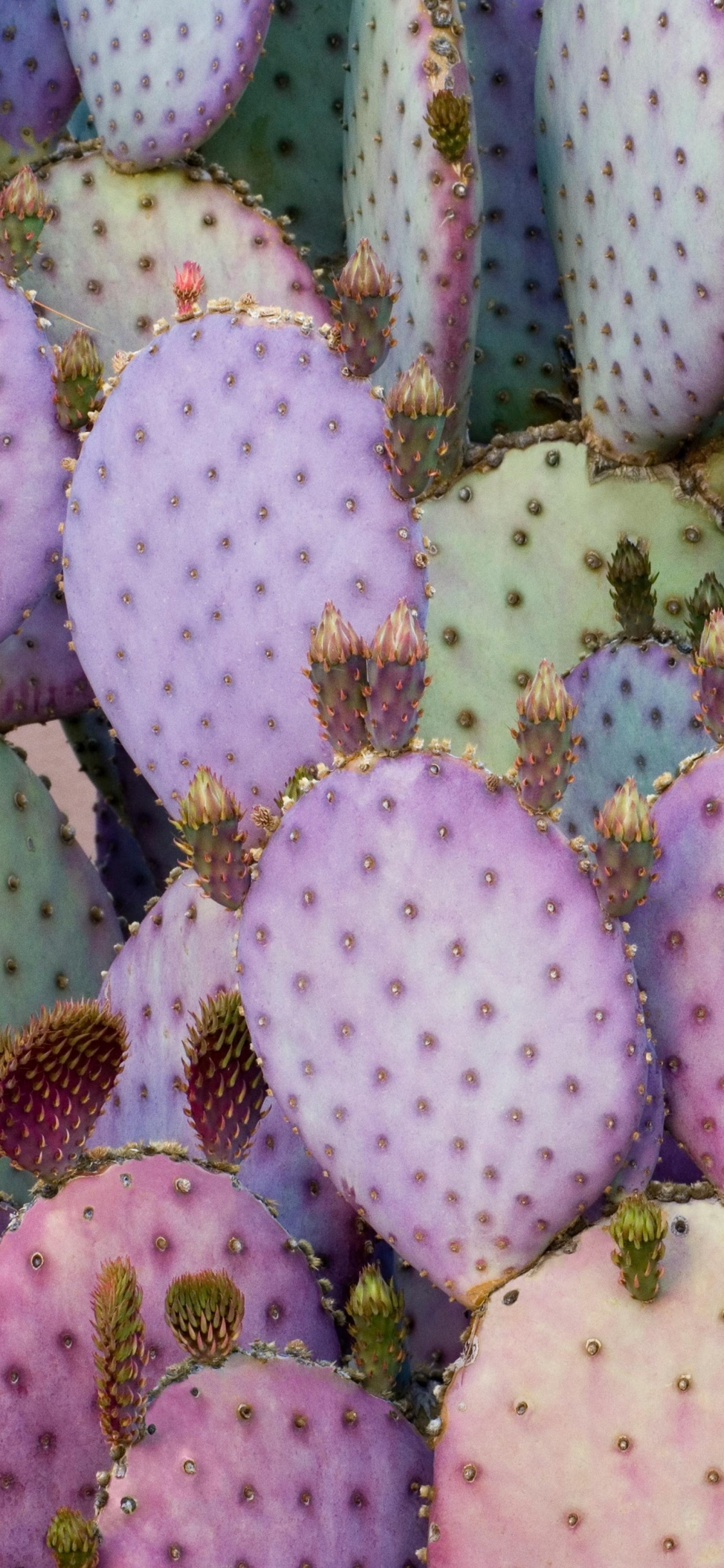 Обои айпад, ipad pro, apple, iPad Pro 2017, яблоко в разрешении 1125x2436