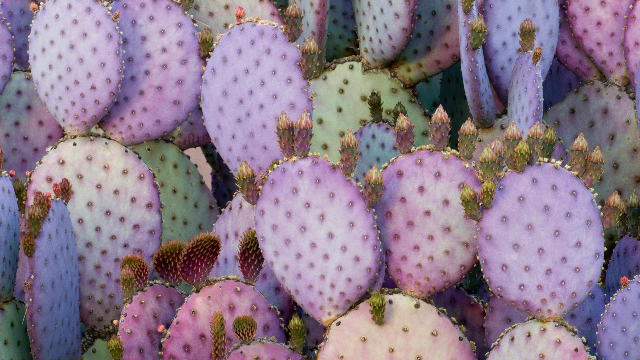 Обои айпад, ipad pro, apple, iPad Pro 2017, яблоко в разрешении 1280x720