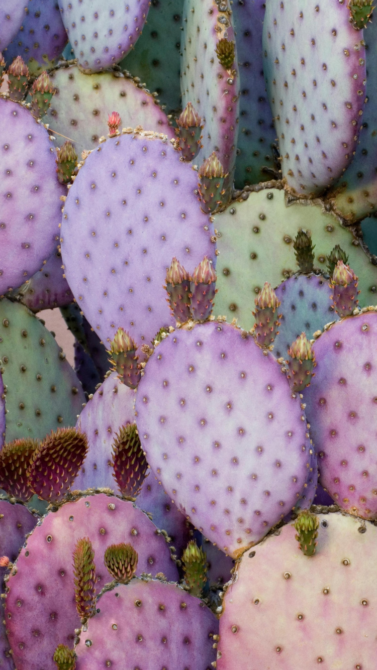 Обои айпад, ipad pro, apple, iPad Pro 2017, яблоко в разрешении 750x1334