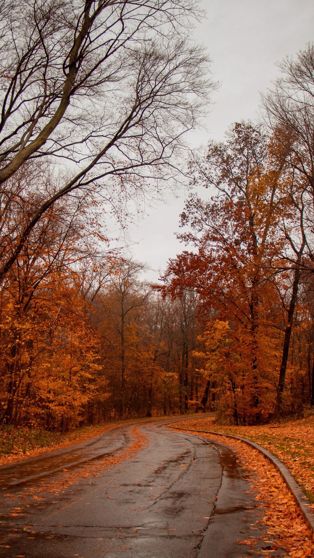 Обои природа, природный ландшафт, дерево, дорога, лист в разрешении 1080x1920