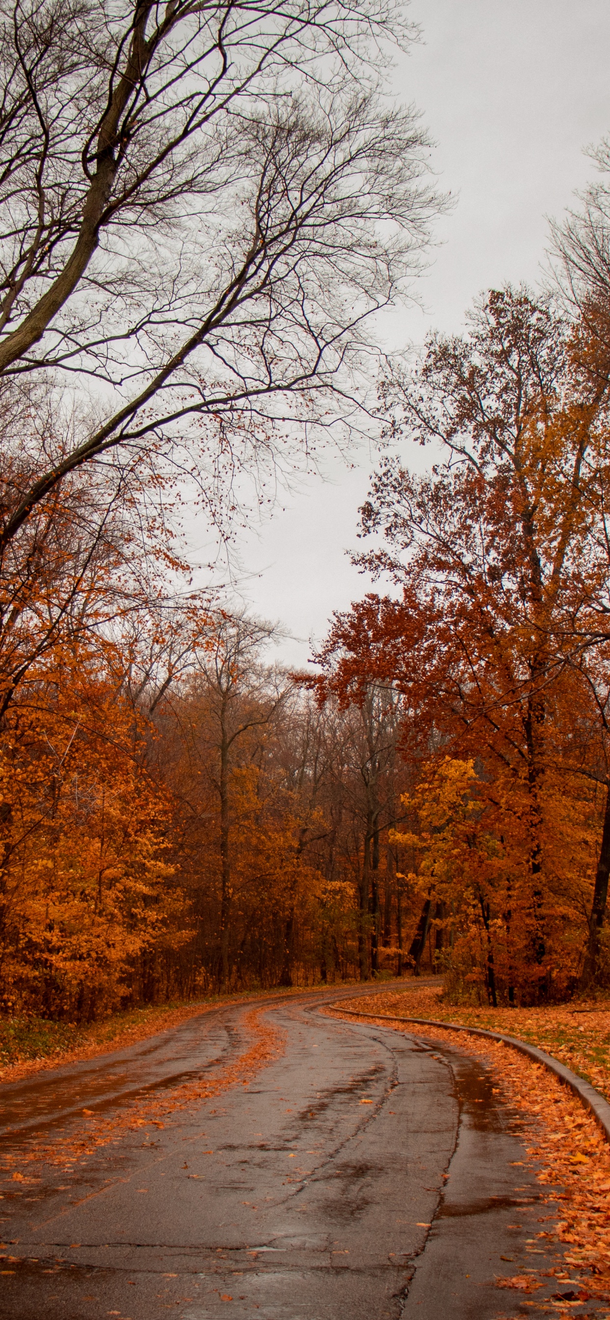 Обои природа, природный ландшафт, дерево, дорога, лист в разрешении 1242x2688