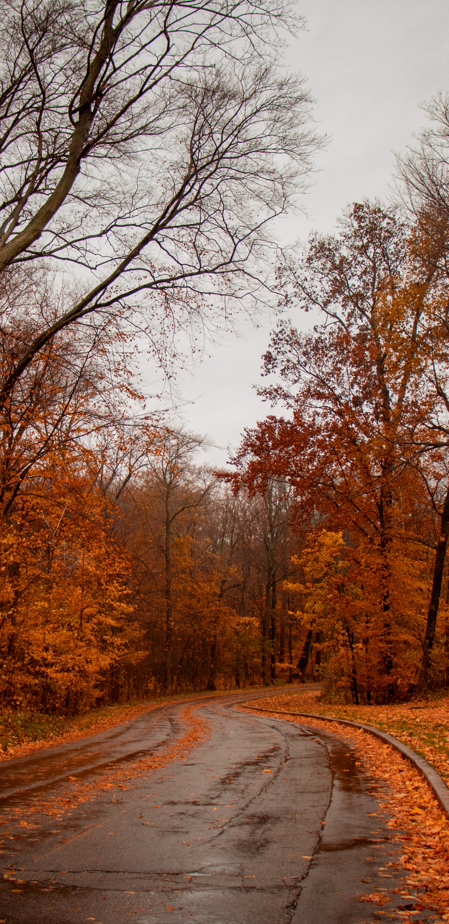 Обои природа, природный ландшафт, дерево, дорога, лист в разрешении 1440x2960