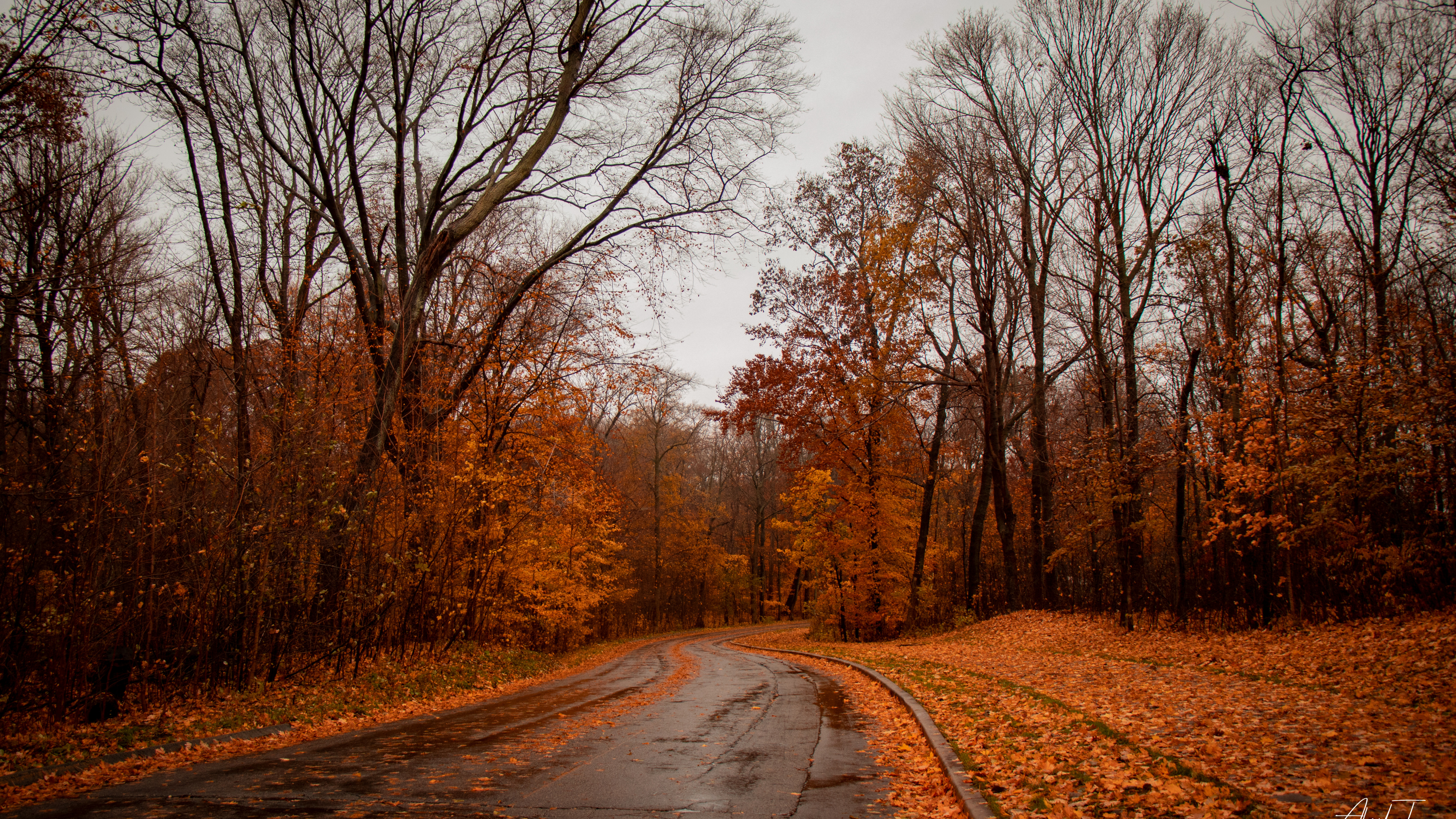 Обои природа, природный ландшафт, дерево, дорога, лист в разрешении 3840x2160