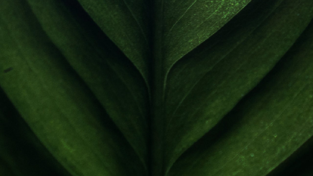 Обои крупный план, стебель растения, банановые листья, биология, растение в разрешении 1280x720