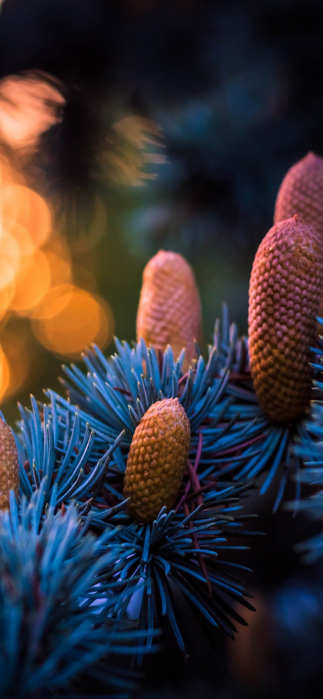 Обои синий, свет, дерево, растение, семейства сосновых в разрешении 1125x2436