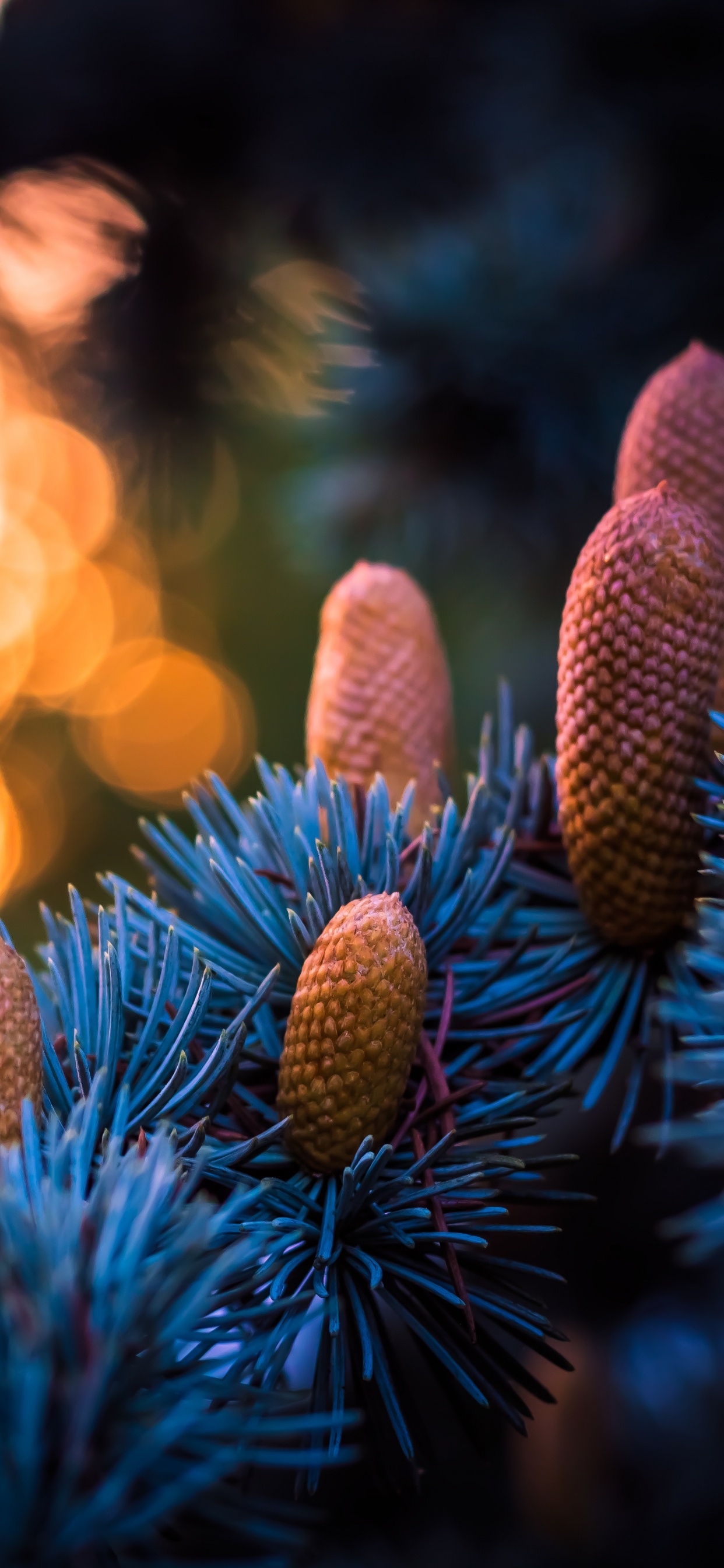 Обои синий, свет, дерево, растение, семейства сосновых в разрешении 1242x2688