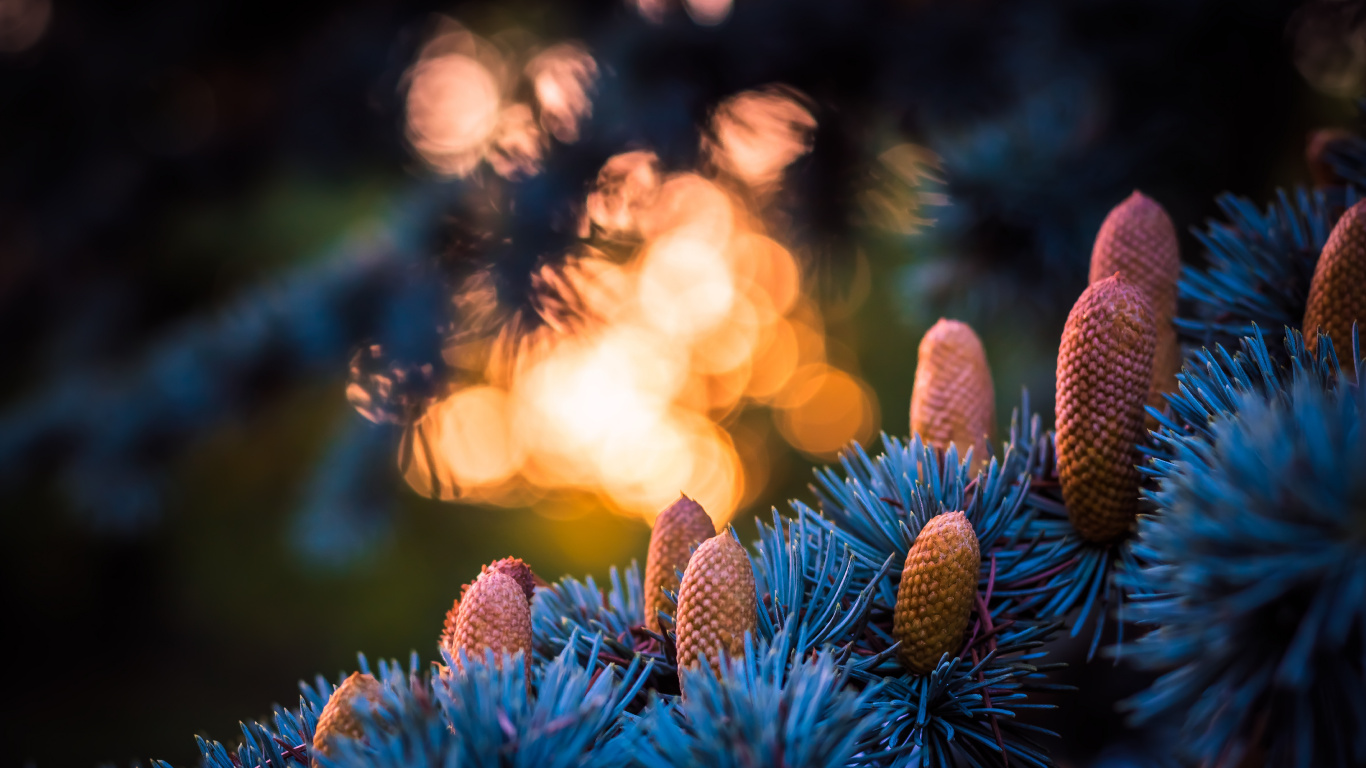 Обои синий, свет, дерево, растение, семейства сосновых в разрешении 1366x768