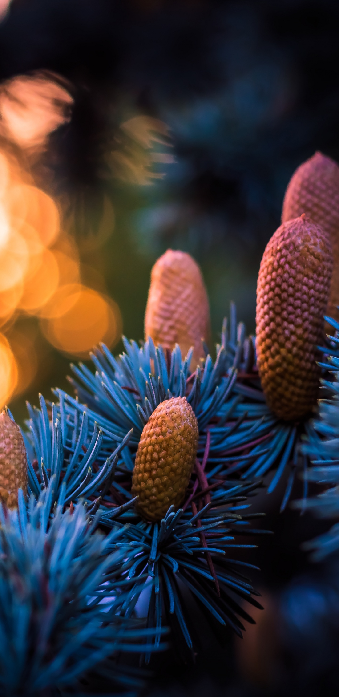 Обои синий, свет, дерево, растение, семейства сосновых в разрешении 1440x2960