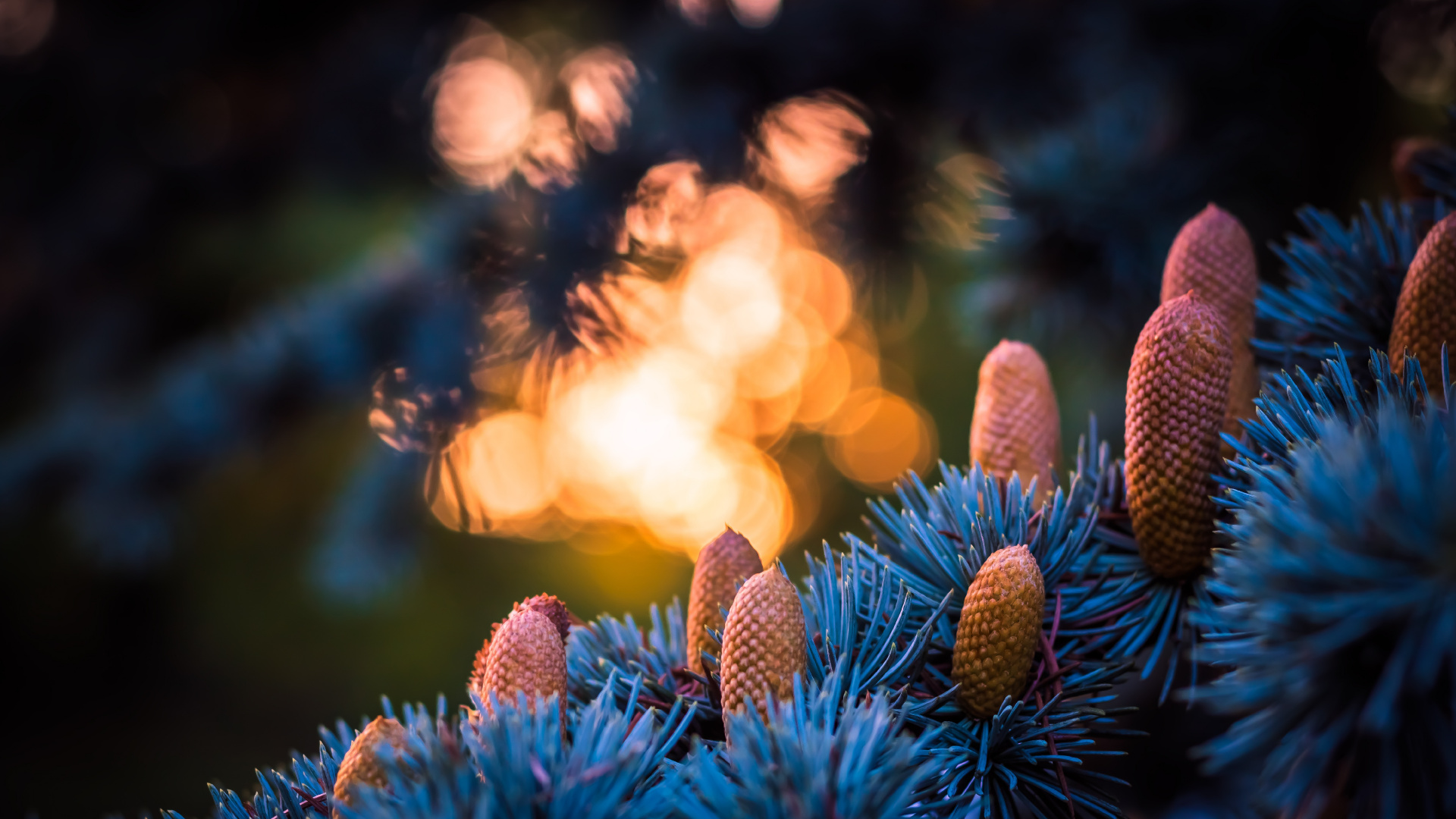 Обои синий, свет, дерево, растение, семейства сосновых в разрешении 1920x1080