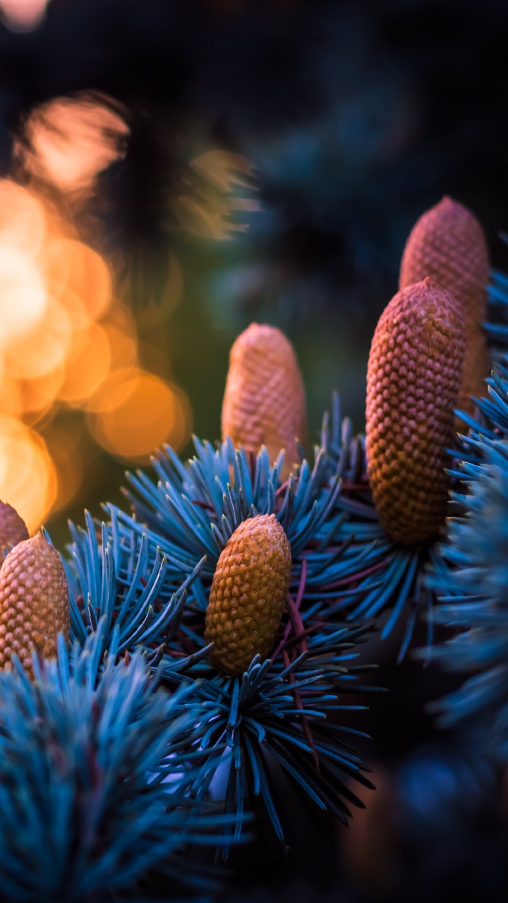 Обои синий, свет, дерево, растение, семейства сосновых в разрешении 720x1280