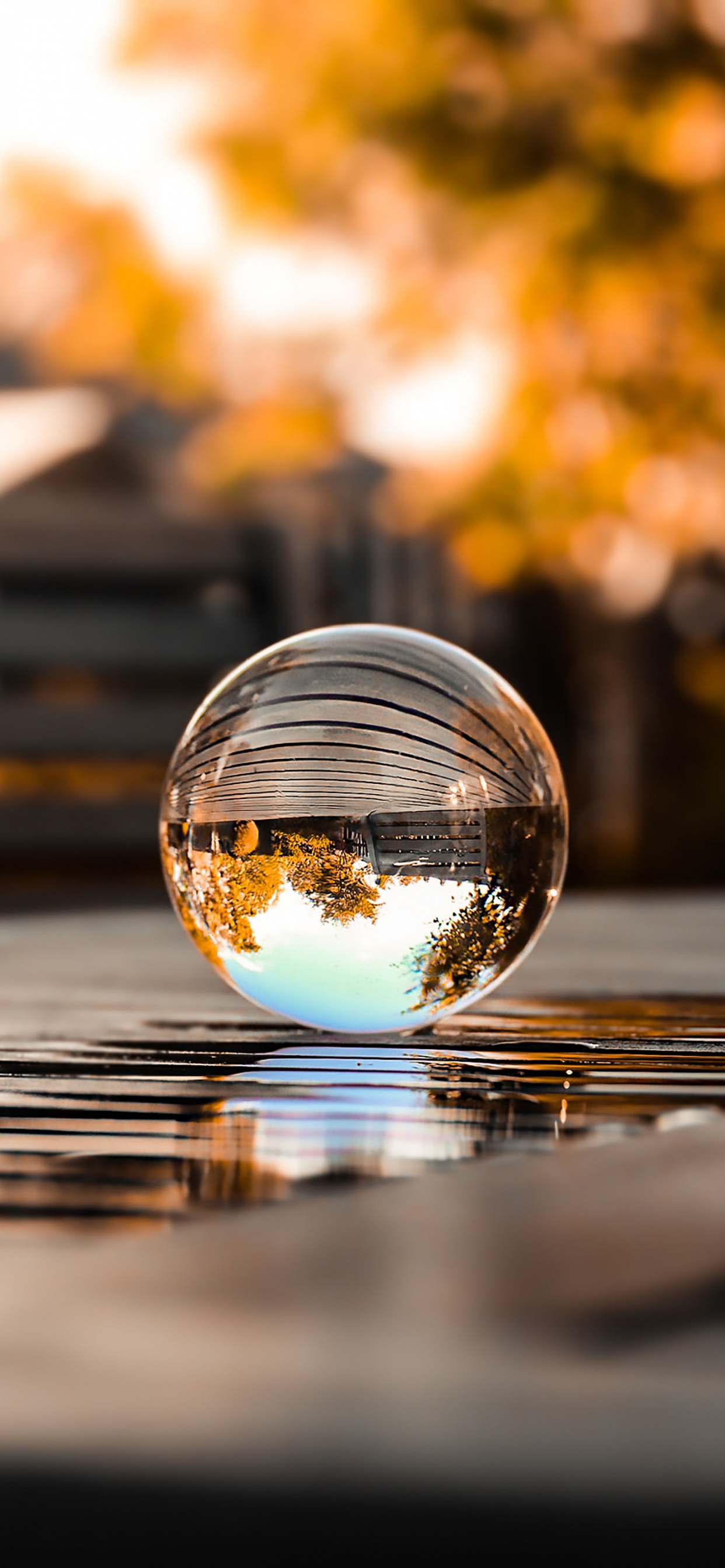 Обои отражение, вода, автомобильное освещение, растение, облако в разрешении 1242x2688