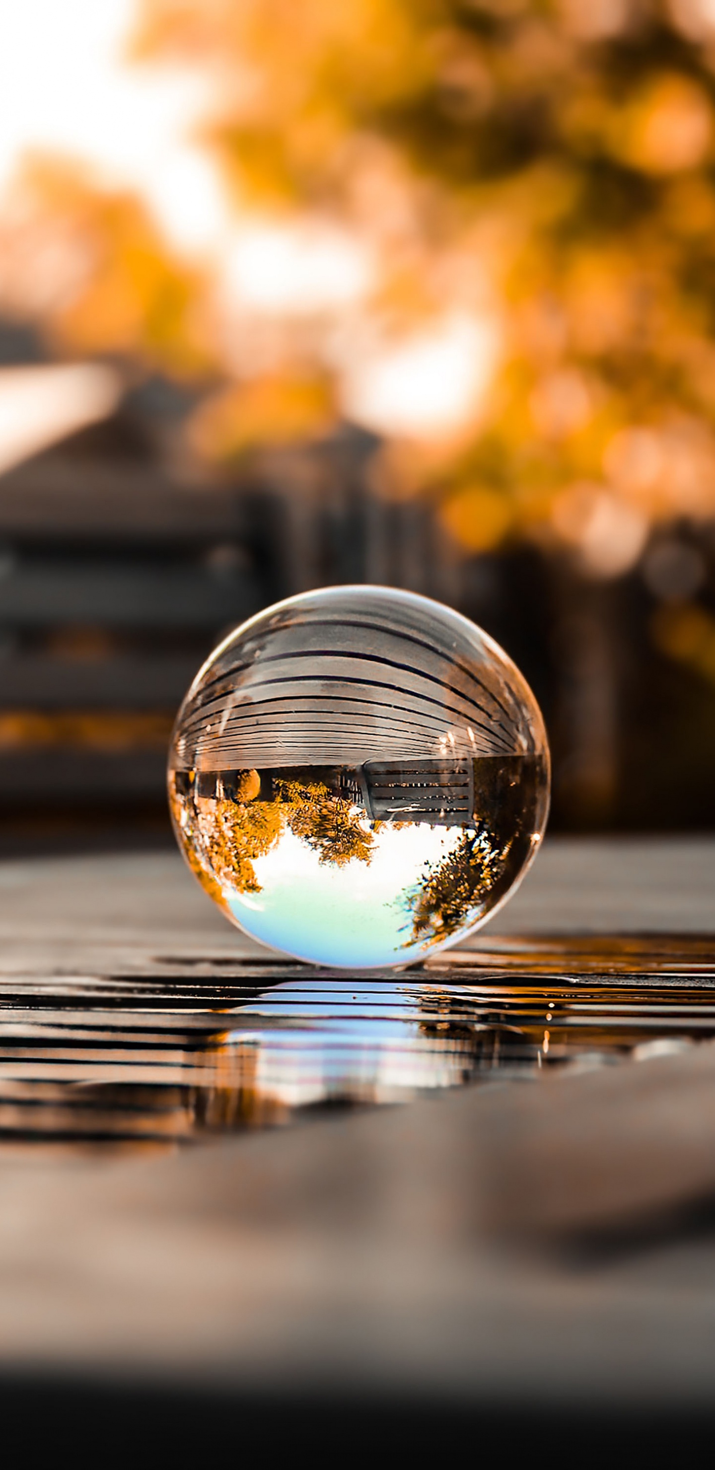 Обои отражение, вода, автомобильное освещение, растение, облако в разрешении 1440x2960