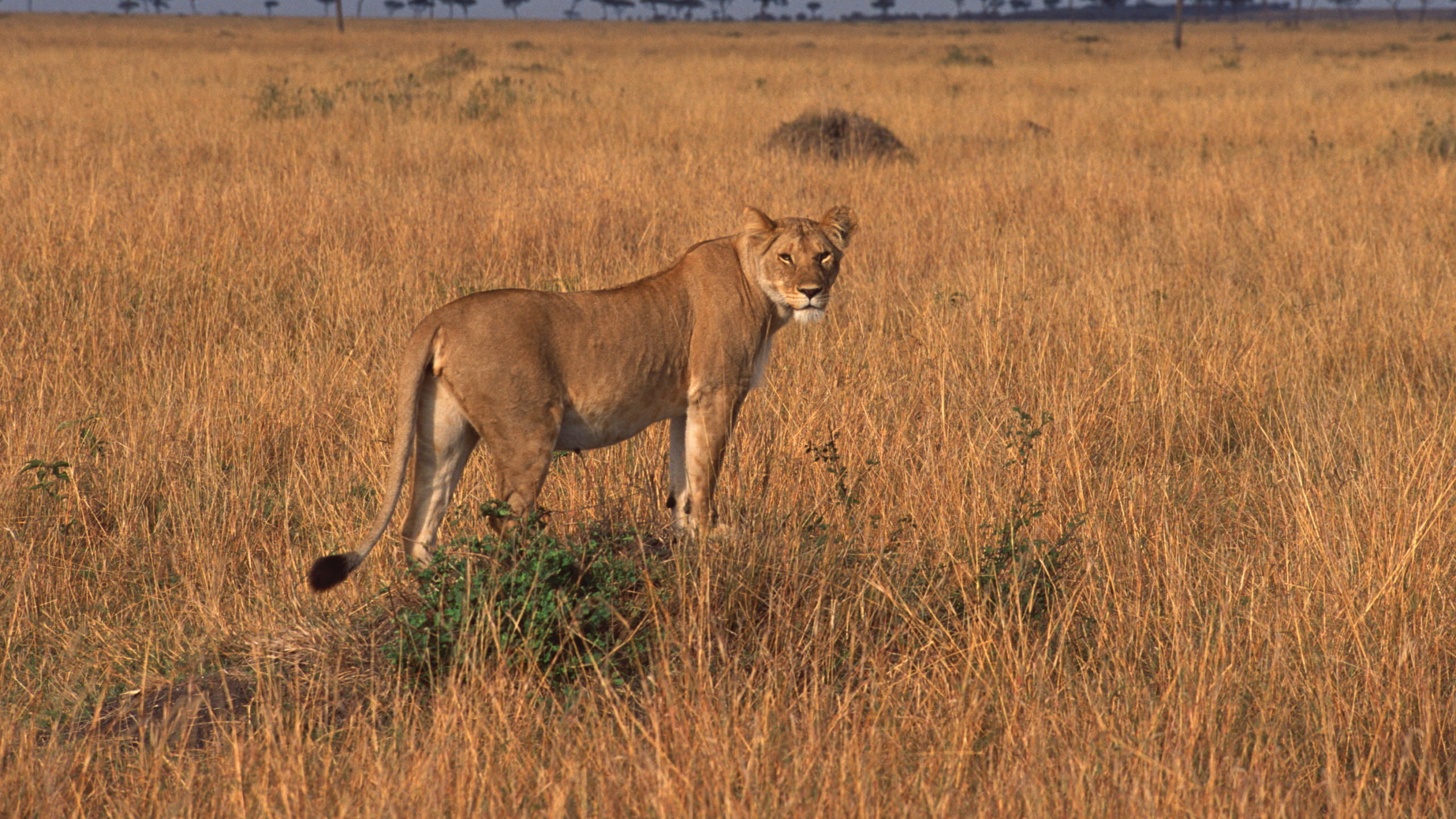 Обои Лев, Восточно африканский Лев, живая природа, сенокосное угодье, наземные животные в разрешении 2560x1440