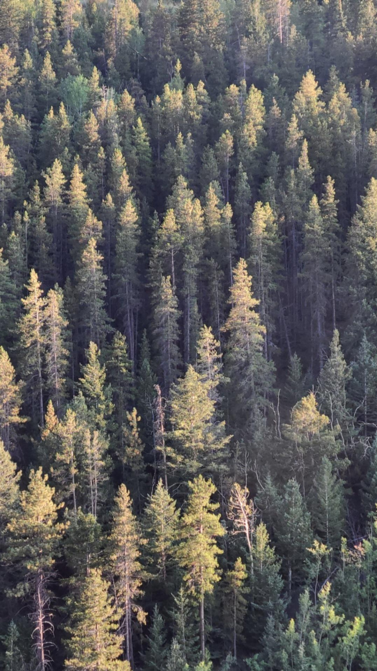 Обои ель еловый лес, еловые леса, Damaksnis, пихта, хвойными лесами в разрешении 750x1334