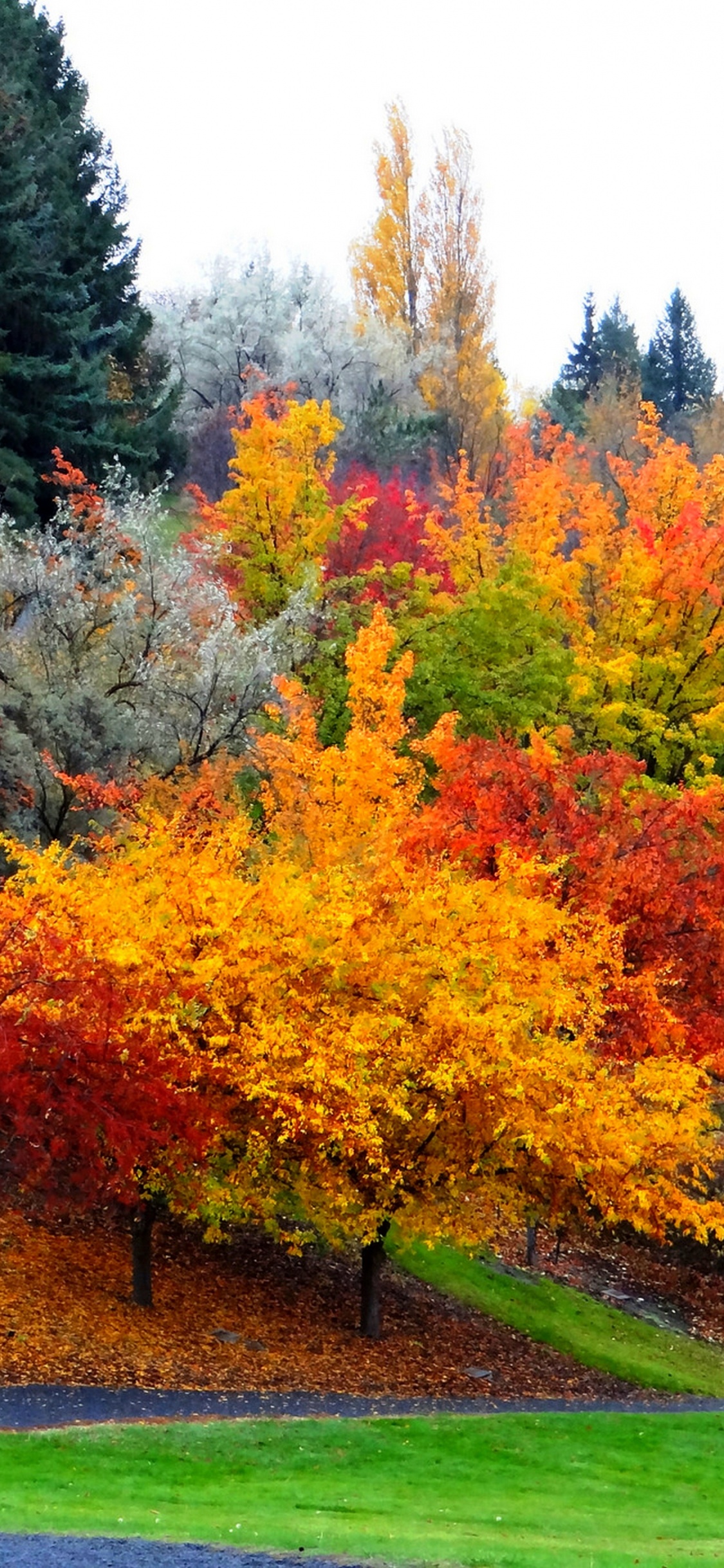 Обои осень, дерево, лист, природа, растительность в разрешении 1125x2436