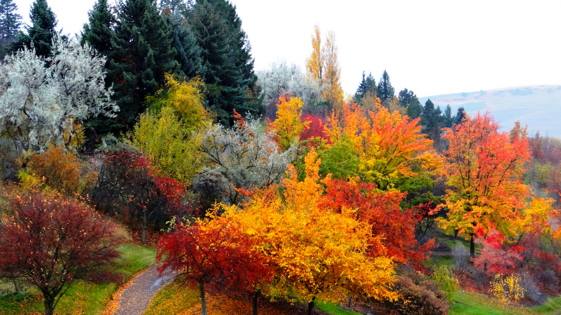 Обои осень, дерево, лист, природа, растительность в разрешении 1920x1080