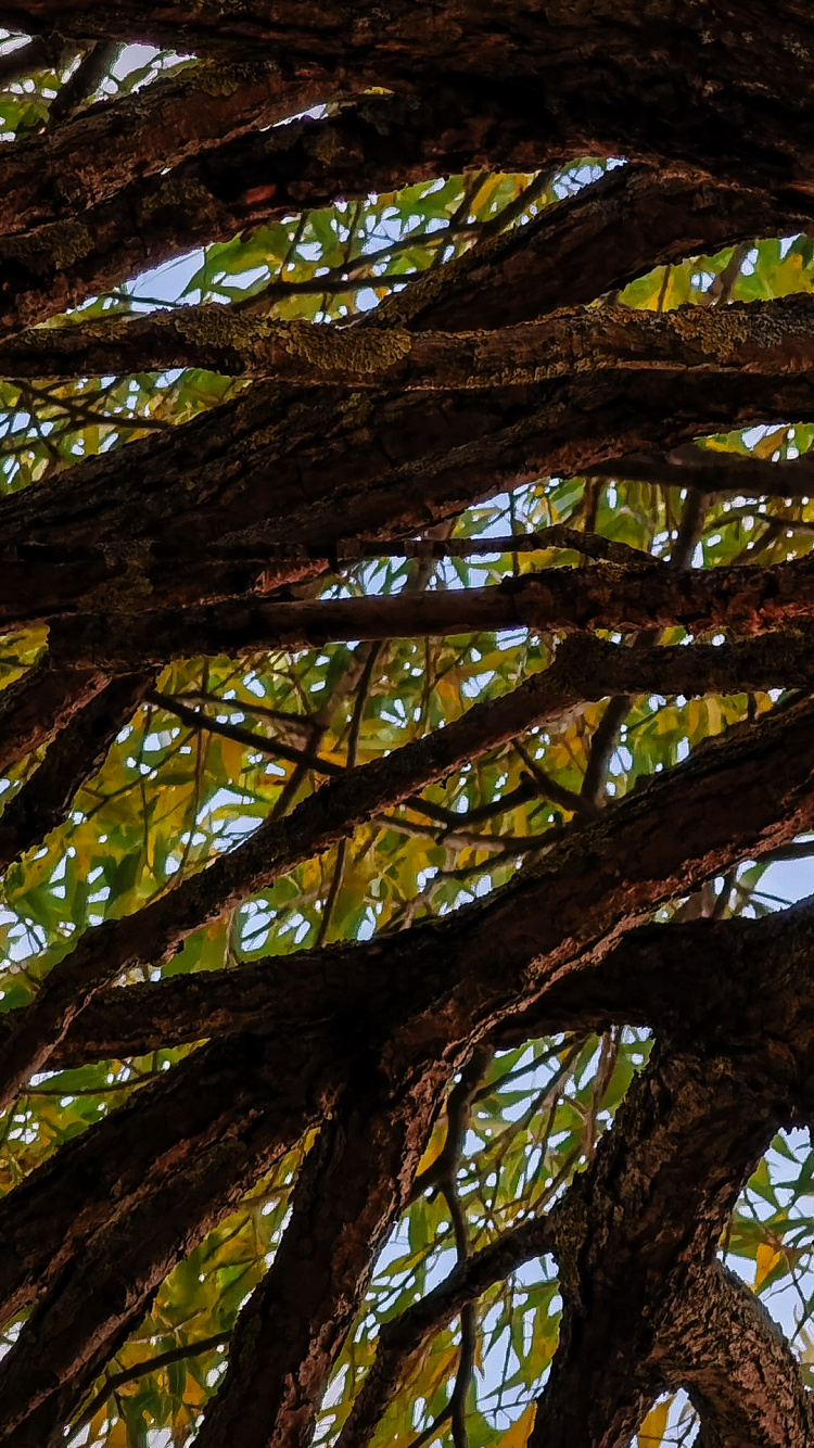 Обои дерево, лист, рассада, биология, прут в разрешении 750x1334