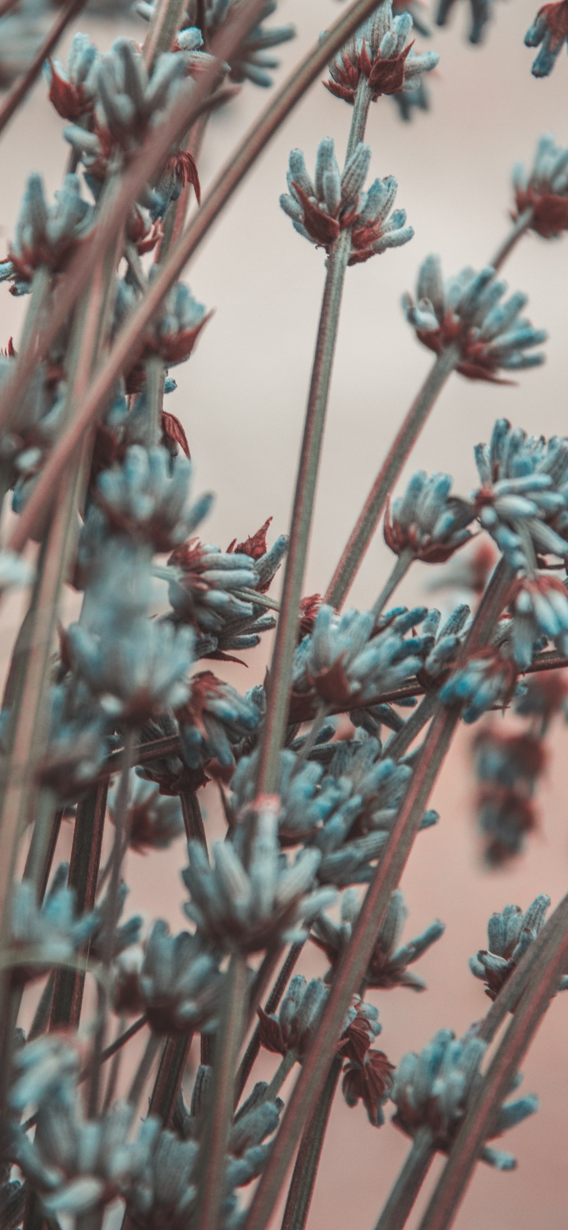 Обои ветвь, лаванда, цветок, растение, весна в разрешении 1125x2436