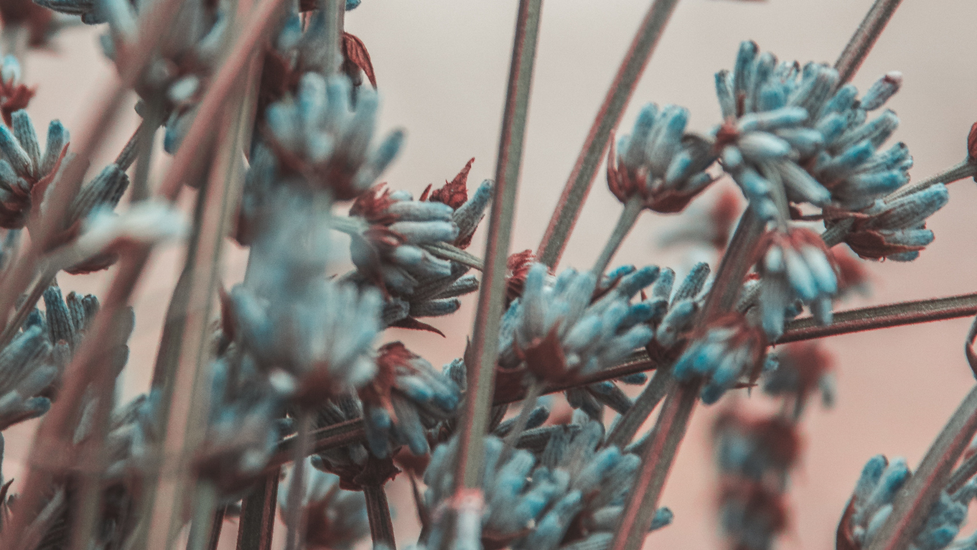 Обои ветвь, лаванда, цветок, растение, весна в разрешении 1920x1080