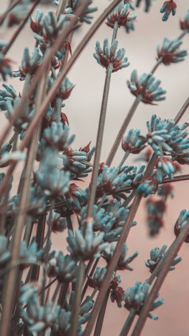 Обои ветвь, лаванда, цветок, растение, весна в разрешении 720x1280