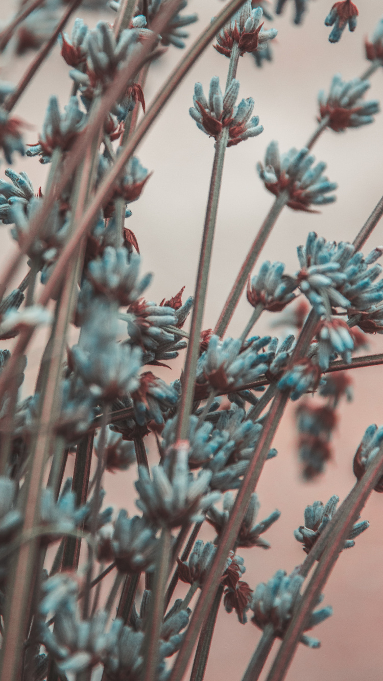 Обои ветвь, лаванда, цветок, растение, весна в разрешении 750x1334