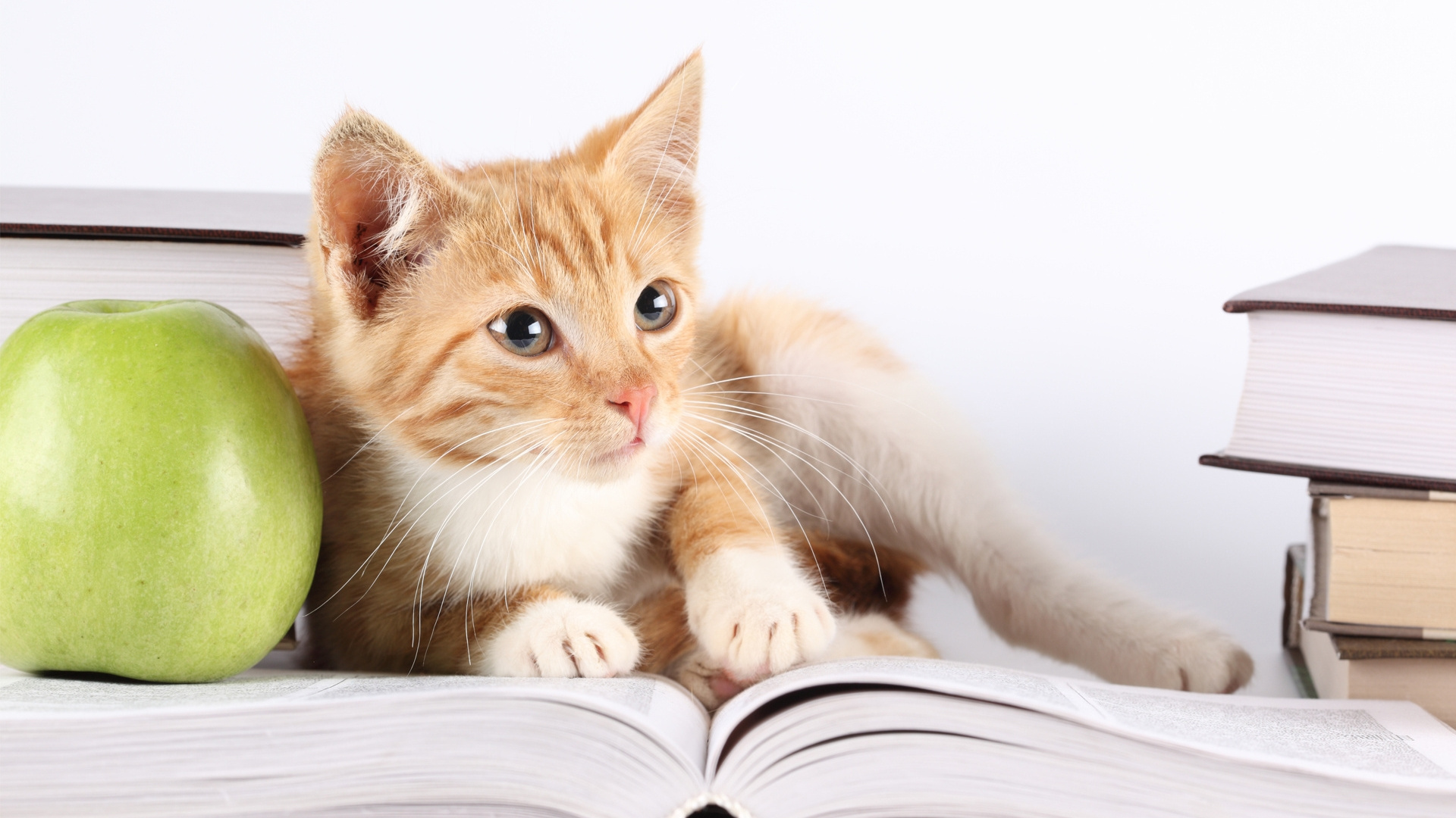 Обои котенок, чтение, европейская короткошерстная, книги, кошка табби в разрешении 1920x1080