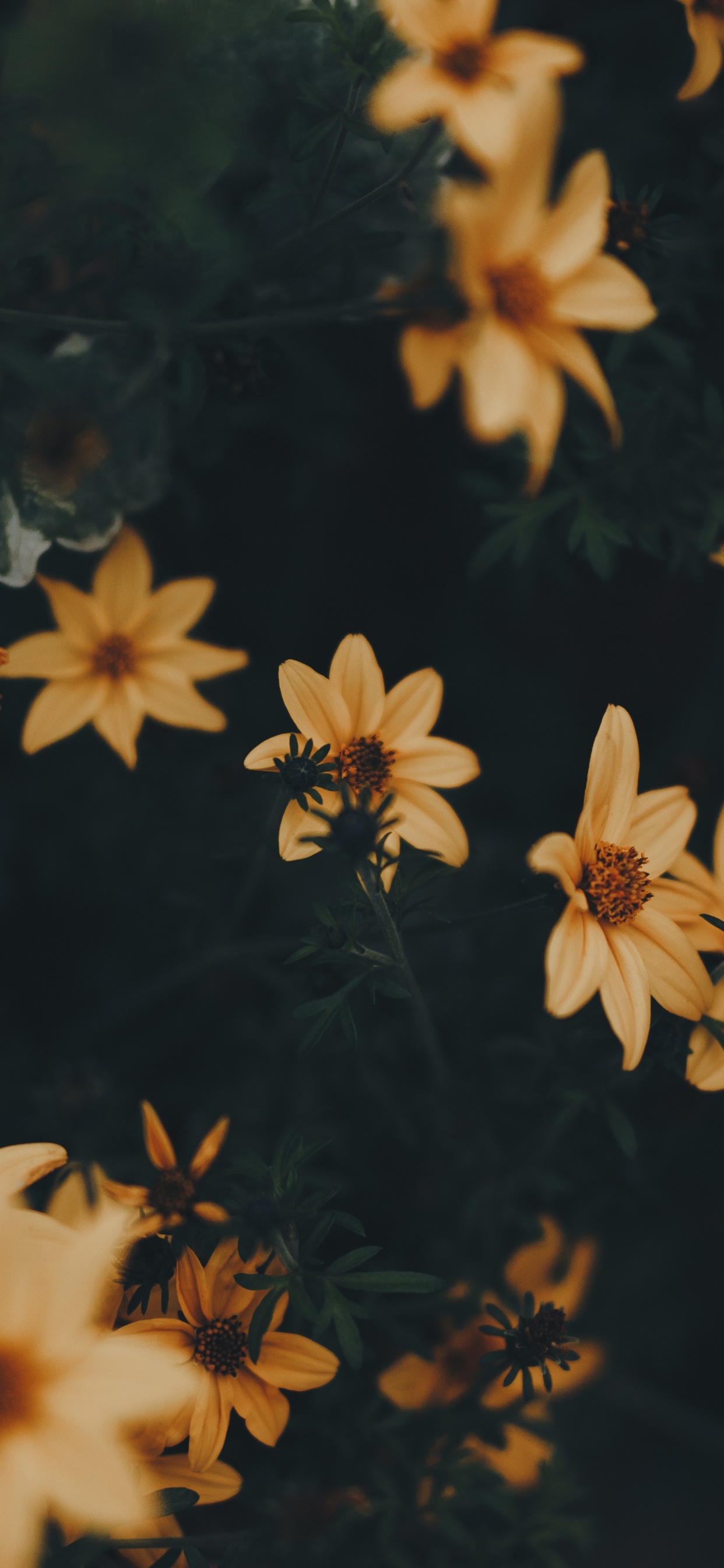 Обои цветок, желтый, лепесток, растение, коричневый цвет в разрешении 1242x2688