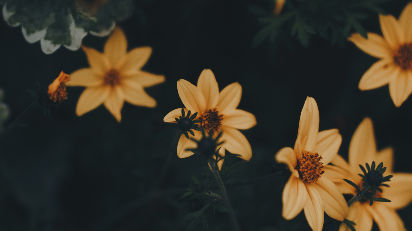 Обои цветок, желтый, лепесток, растение, коричневый цвет в разрешении 1366x768