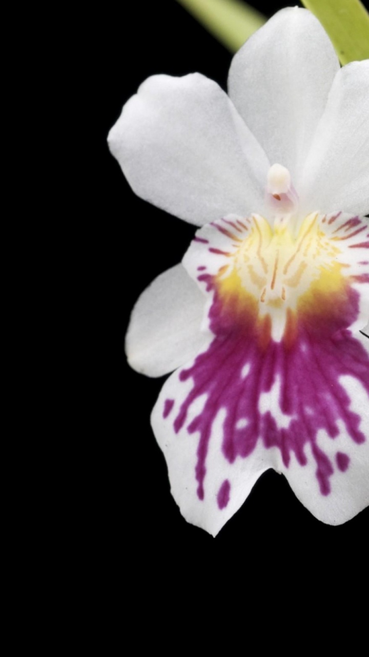 Обои цветковое растение, лепесток, мотылек орхидеи, орхидея, каттлеи в разрешении 720x1280