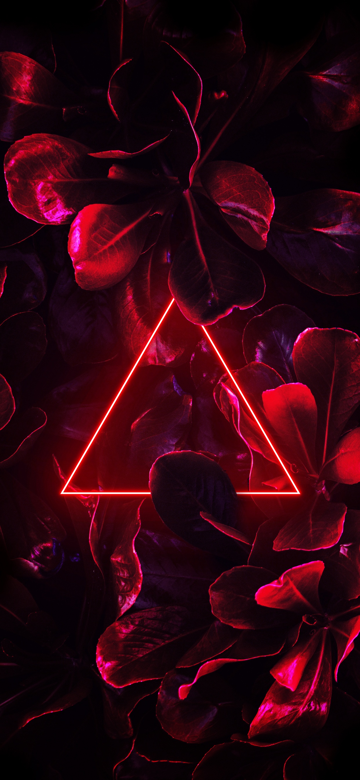 Обои свет, неон, пурпур, лепесток, розовый в разрешении 1242x2688