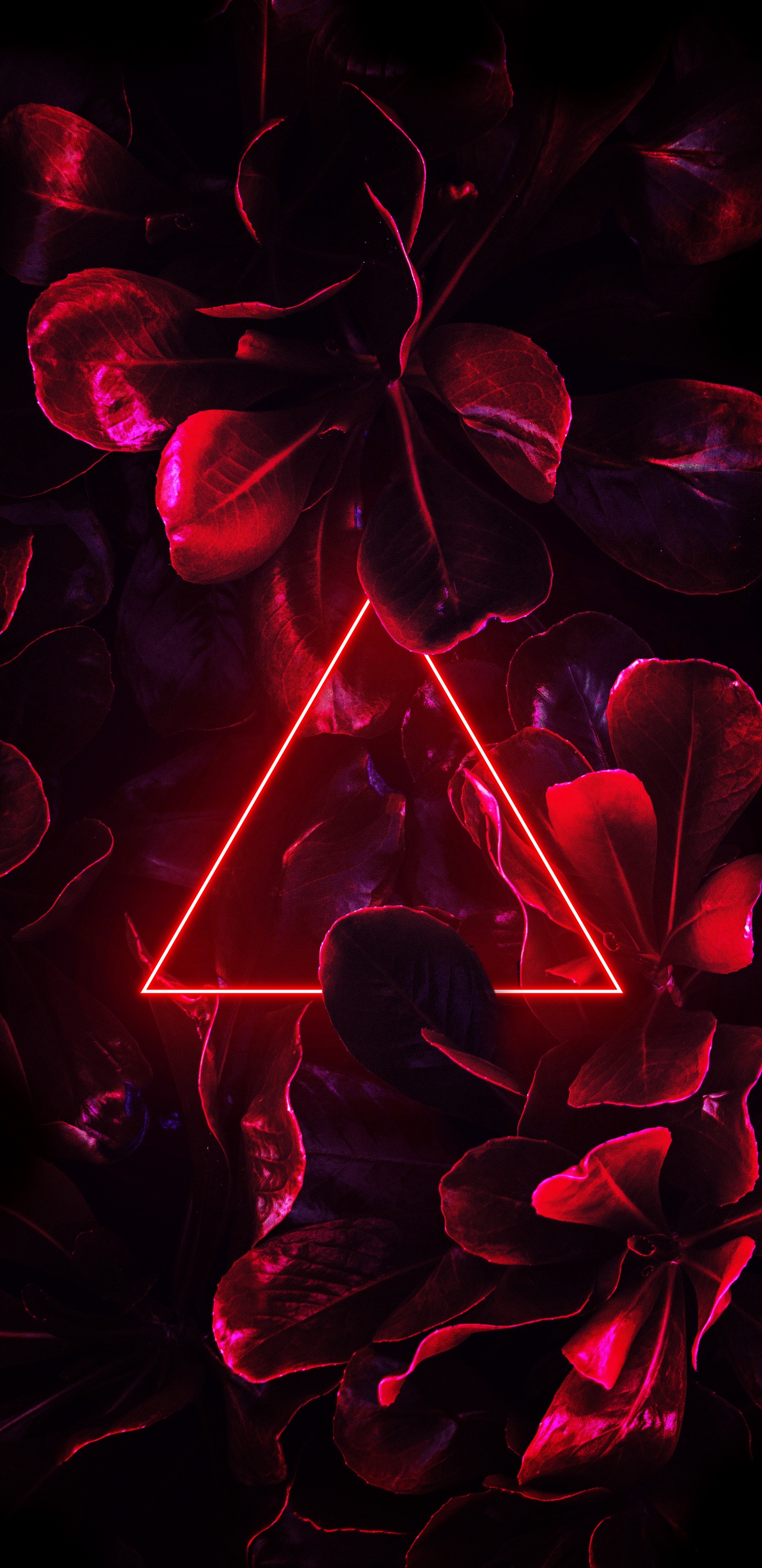 Обои свет, неон, пурпур, лепесток, розовый в разрешении 1440x2960