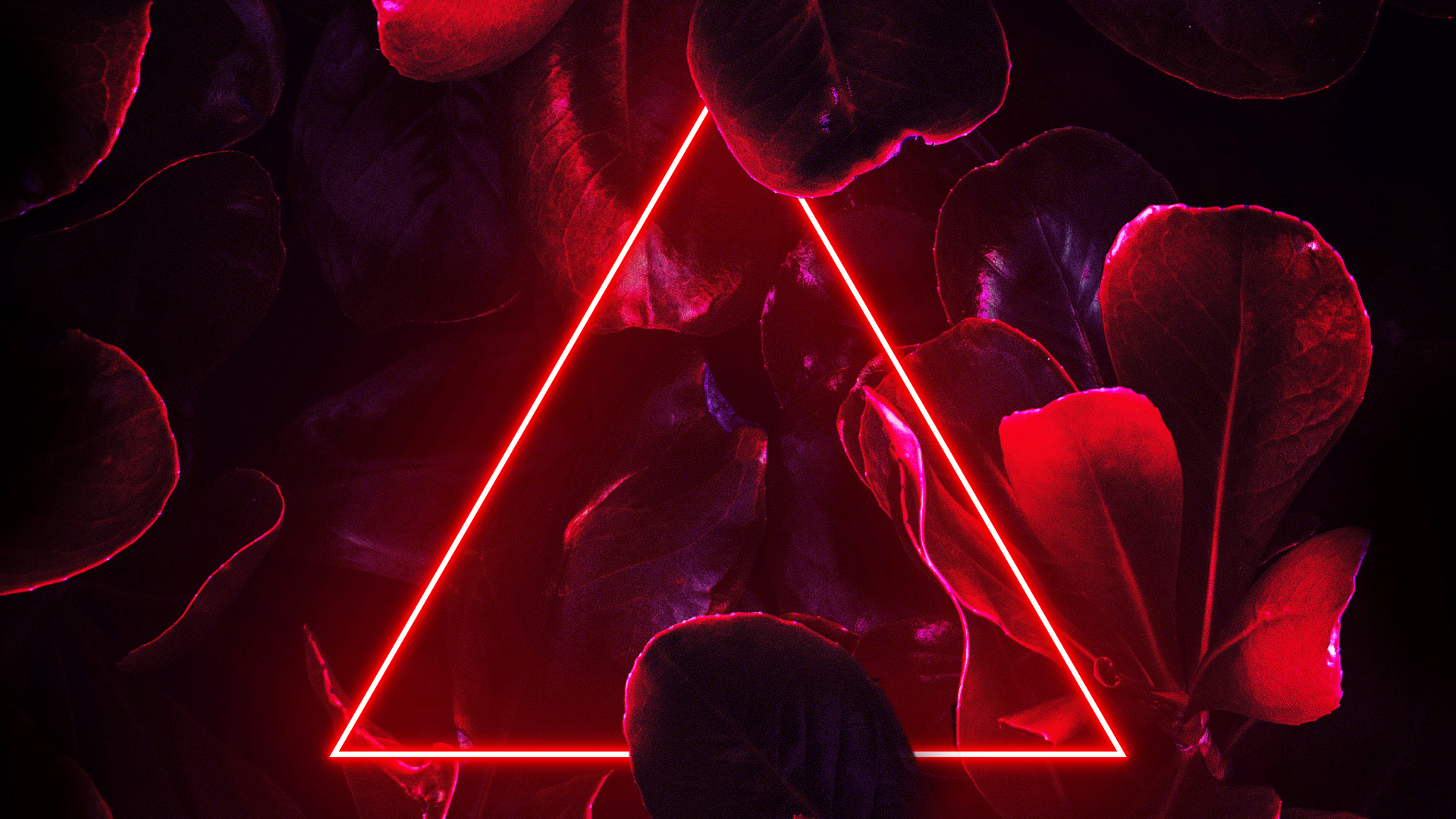 Обои свет, неон, пурпур, лепесток, розовый в разрешении 1920x1080