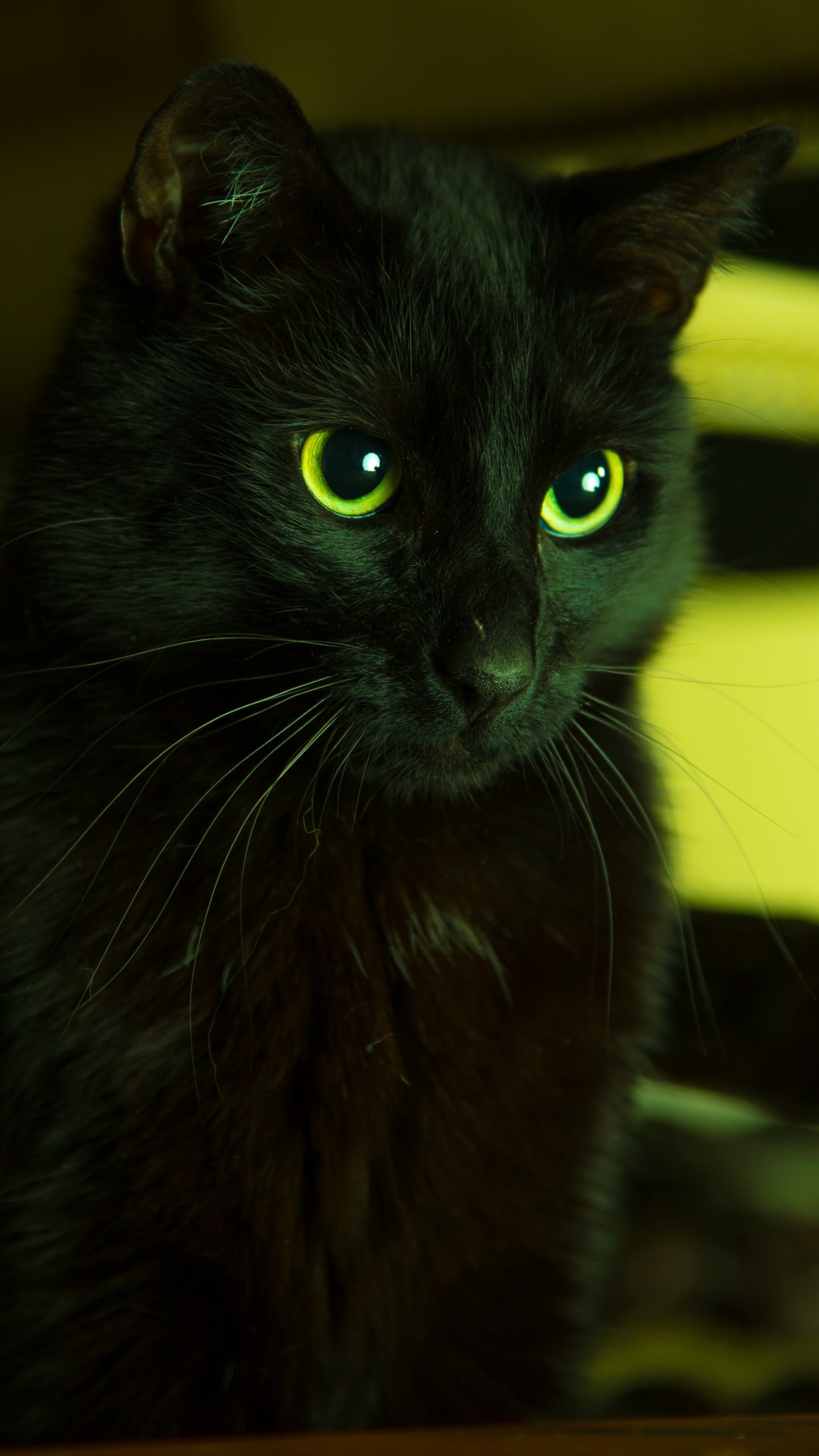 Обои черная кошка, кот, зеленый, бакенбарды, кошачьих в разрешении 1080x1920
