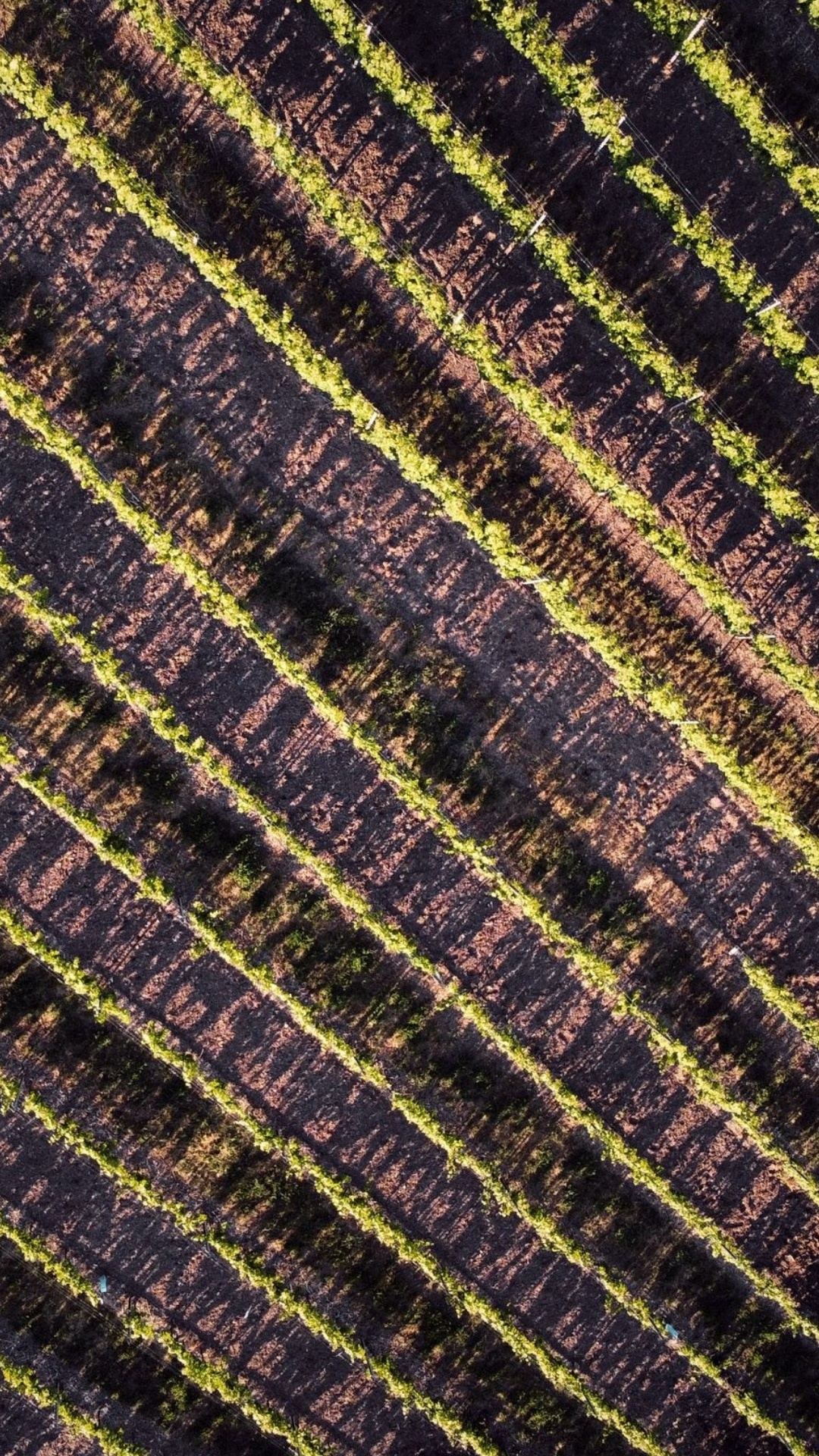 Обои поле, геометрия, математика, коричневый цвет, пурпур в разрешении 1080x1920