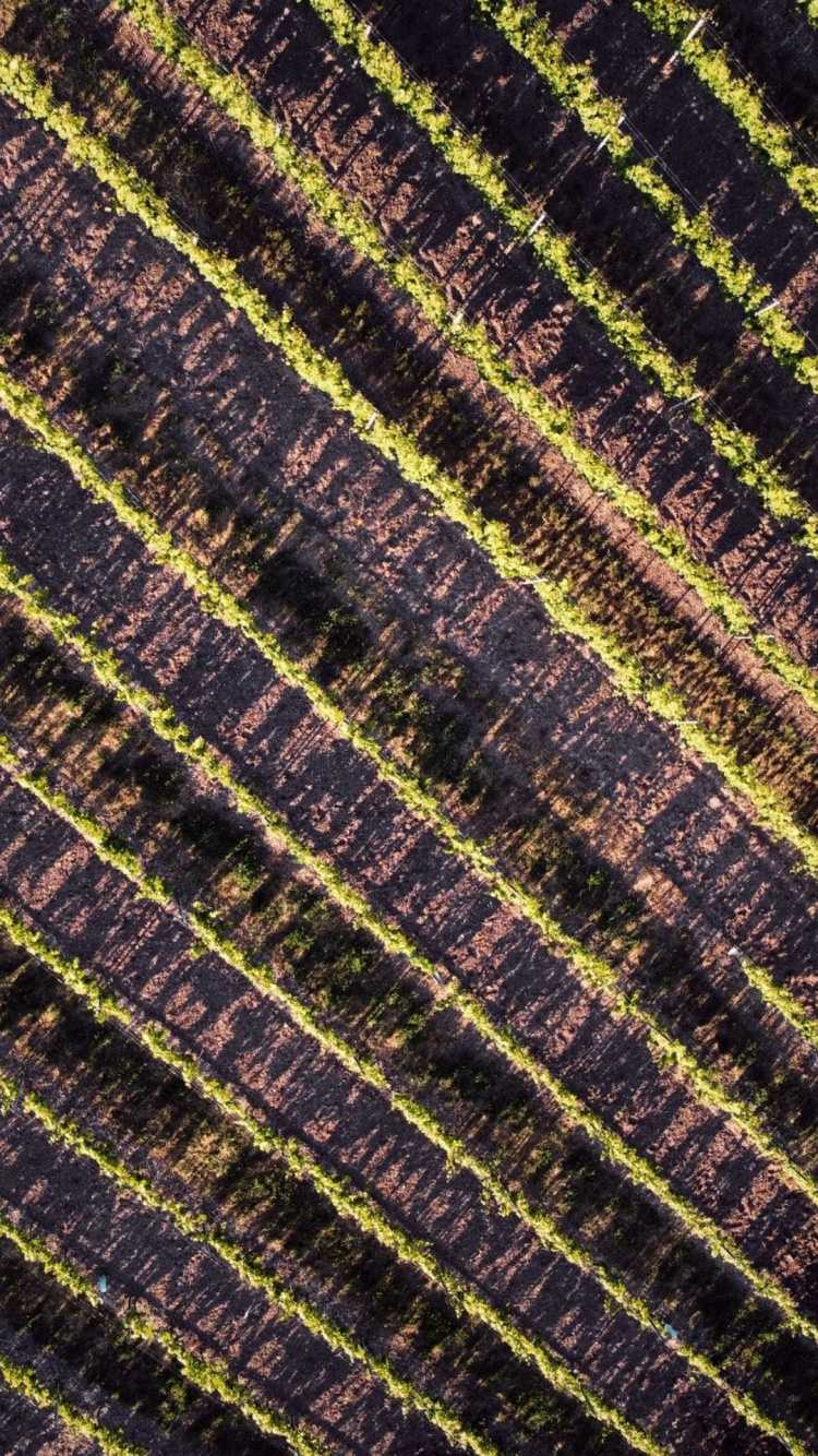 Обои поле, геометрия, математика, коричневый цвет, пурпур в разрешении 750x1334