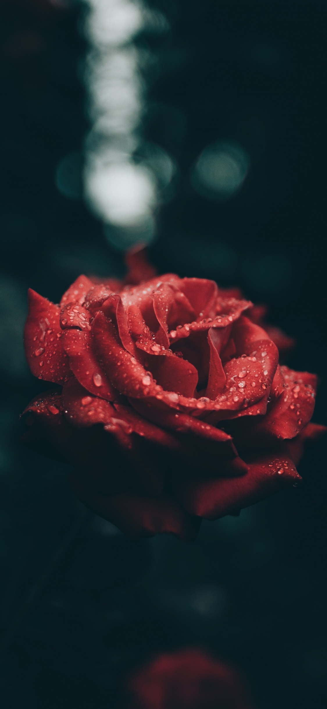Обои сад роз, Роза, красный цвет, лепесток, цветок в разрешении 1125x2436