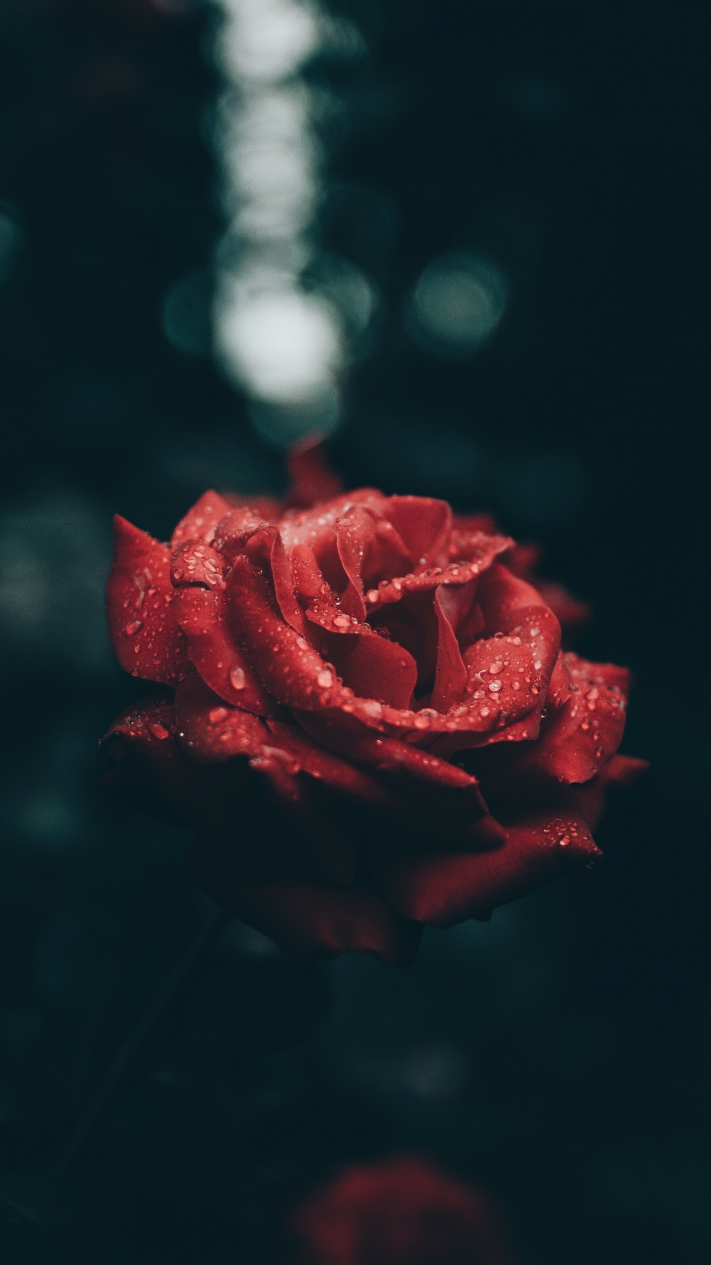 Обои сад роз, Роза, красный цвет, лепесток, цветок в разрешении 1440x2560