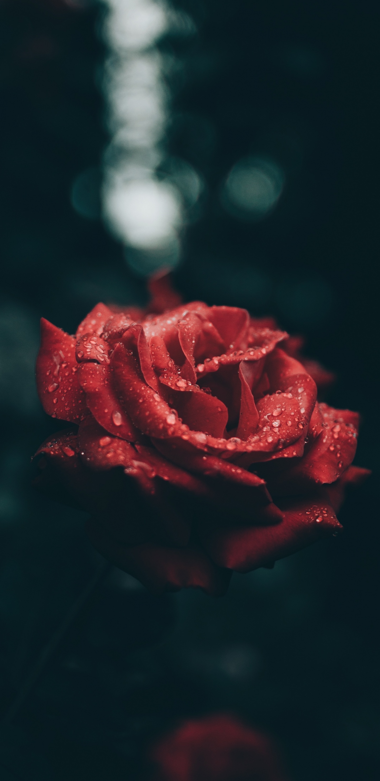Обои сад роз, Роза, красный цвет, лепесток, цветок в разрешении 1440x2960