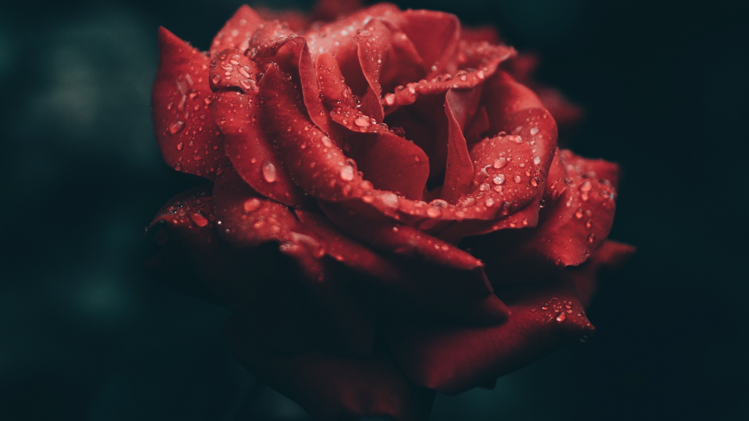 Обои сад роз, Роза, красный цвет, лепесток, цветок в разрешении 2560x1440