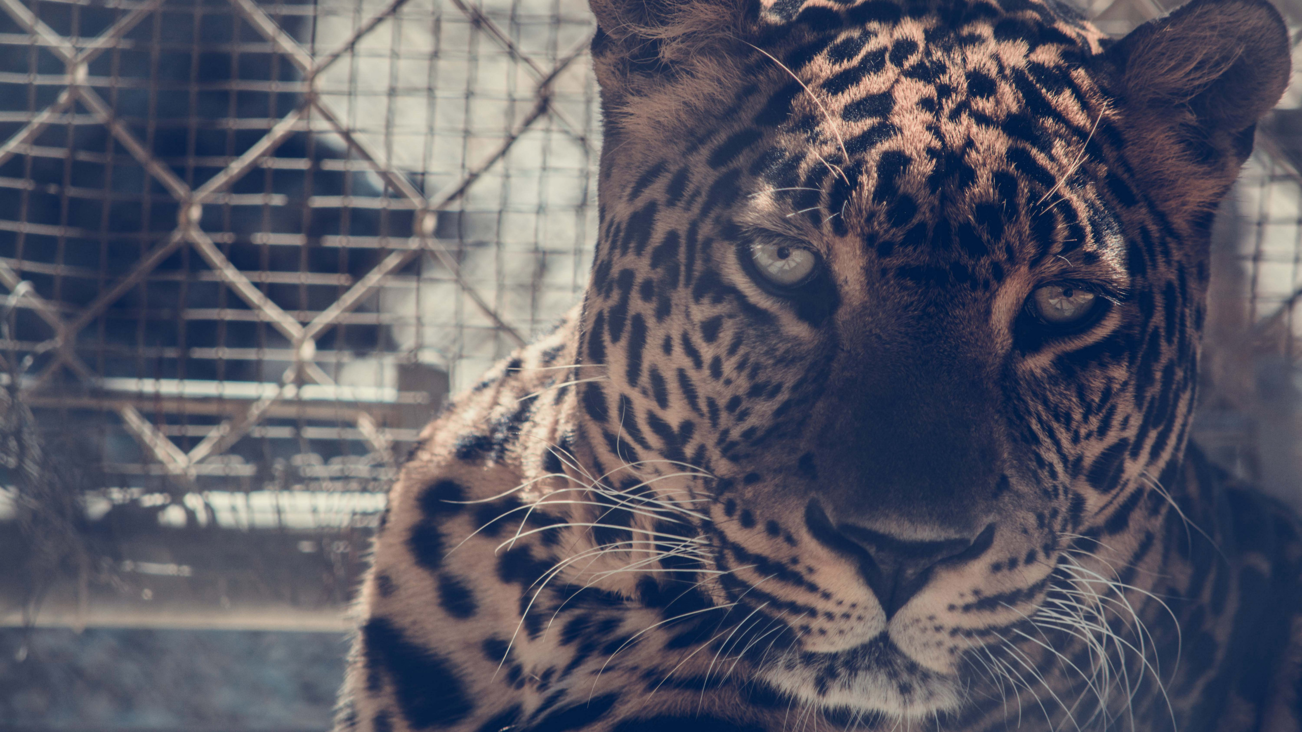Обои Леопард, кошачьих, большая кошка, кот, наземные животные в разрешении 2560x1440
