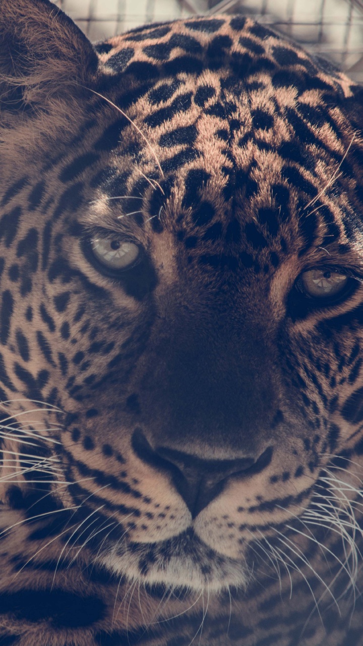 Обои Леопард, кошачьих, большая кошка, кот, наземные животные в разрешении 720x1280