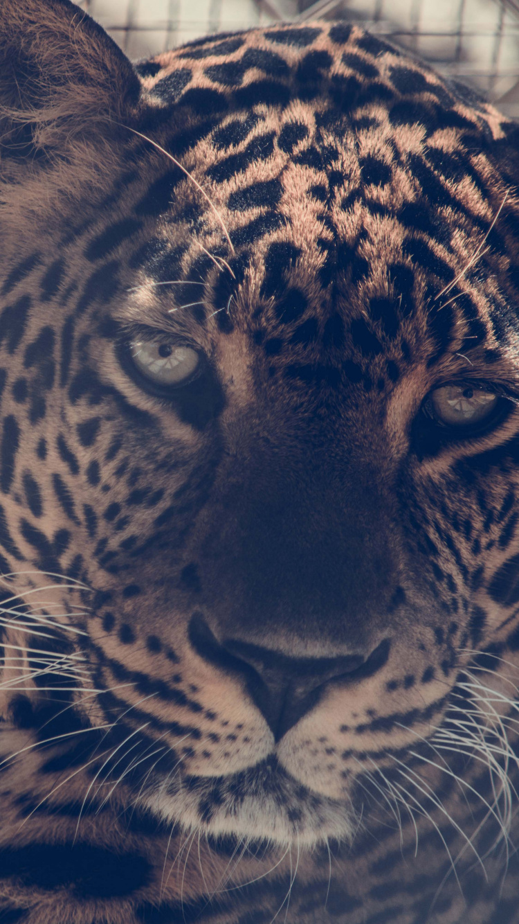 Обои Леопард, кошачьих, большая кошка, кот, наземные животные в разрешении 750x1334