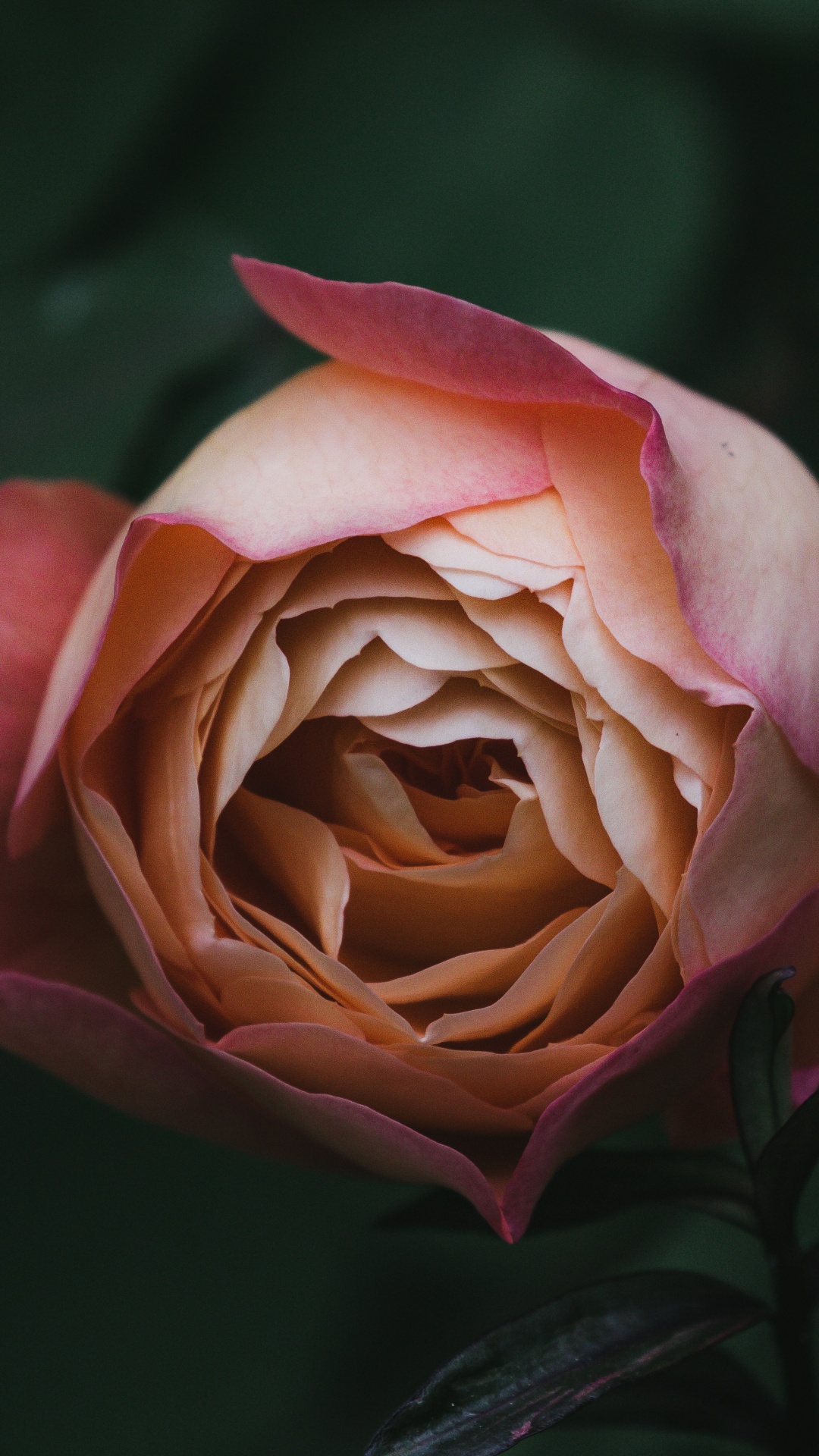 Обои сад роз, цветок, флорибунда, лепесток, розовый в разрешении 1080x1920