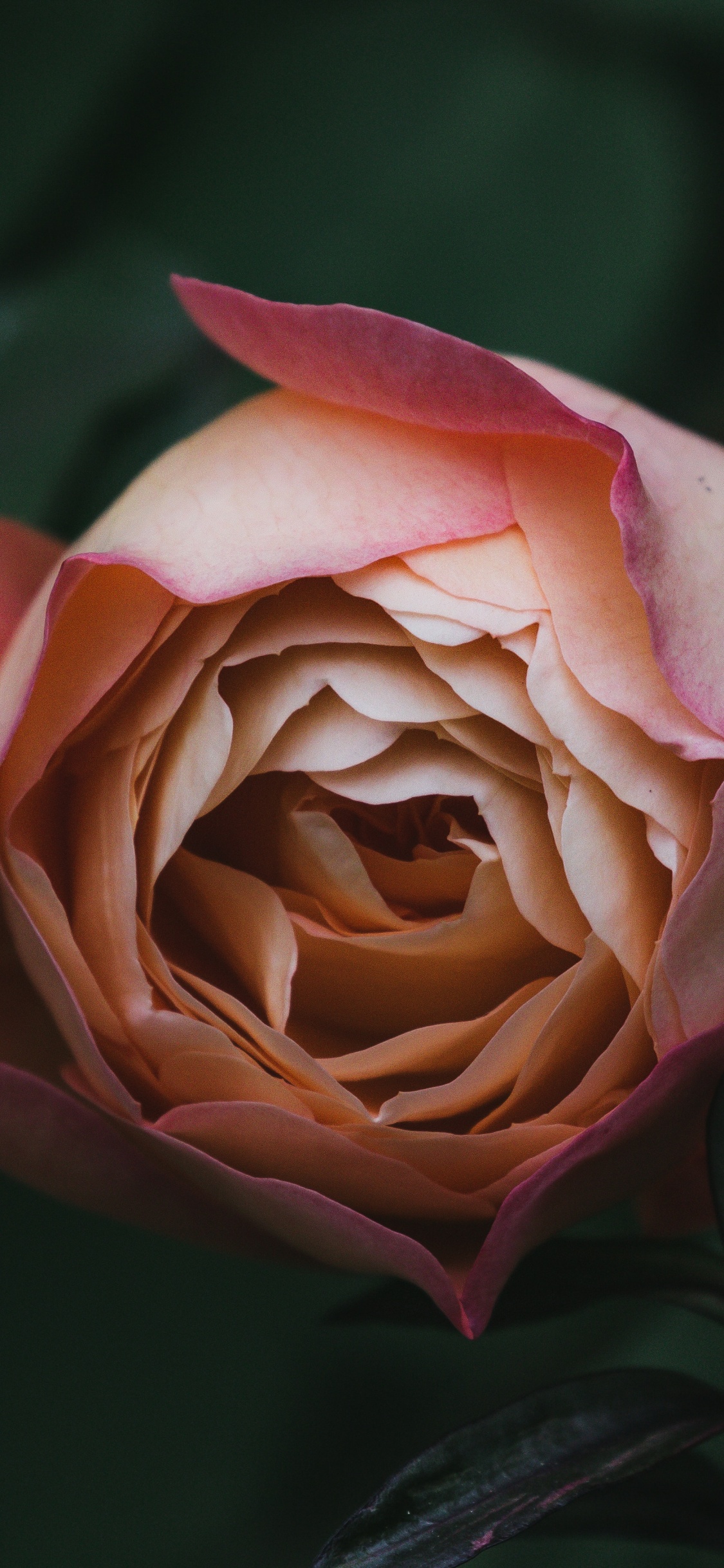 Обои сад роз, цветок, флорибунда, лепесток, розовый в разрешении 1125x2436
