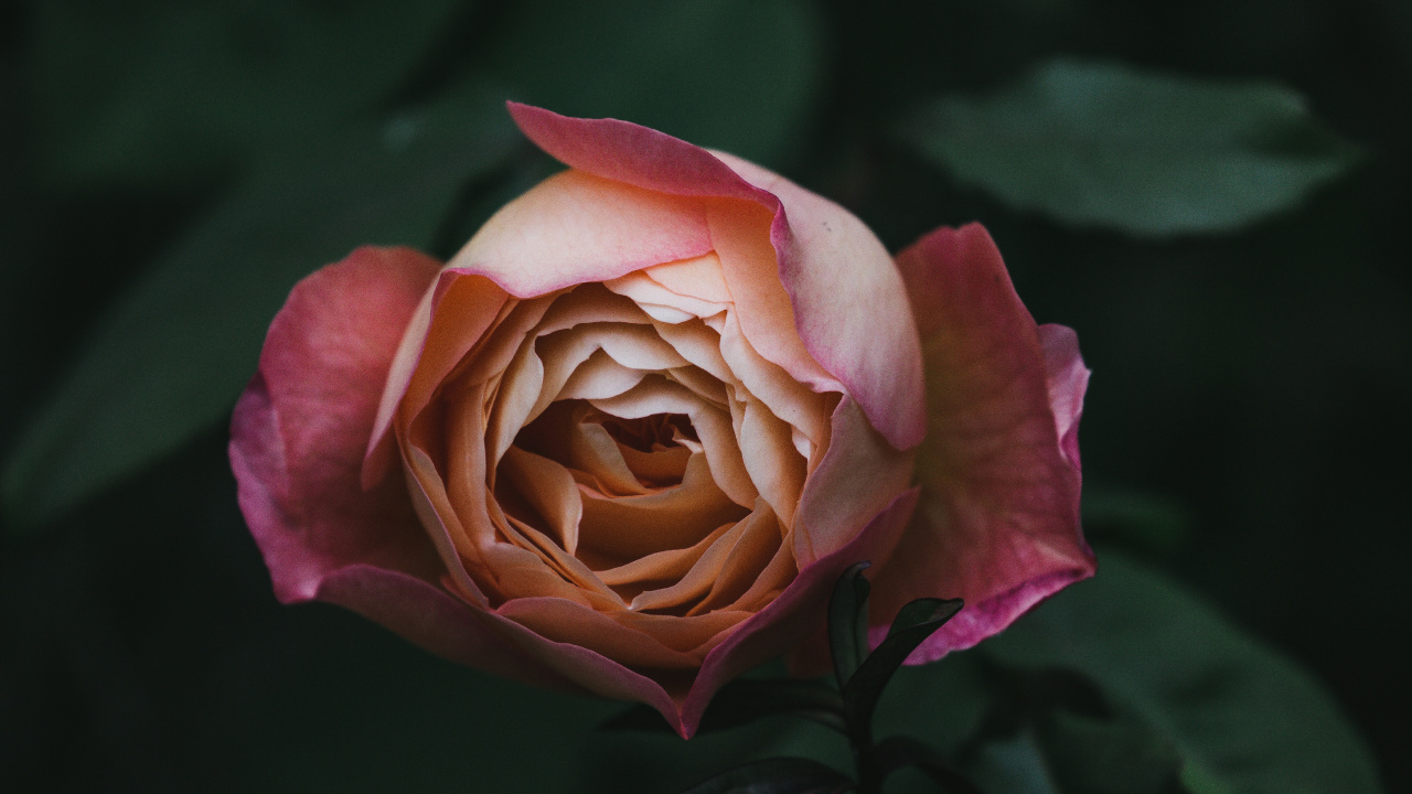 Обои сад роз, цветок, флорибунда, лепесток, розовый в разрешении 1280x720