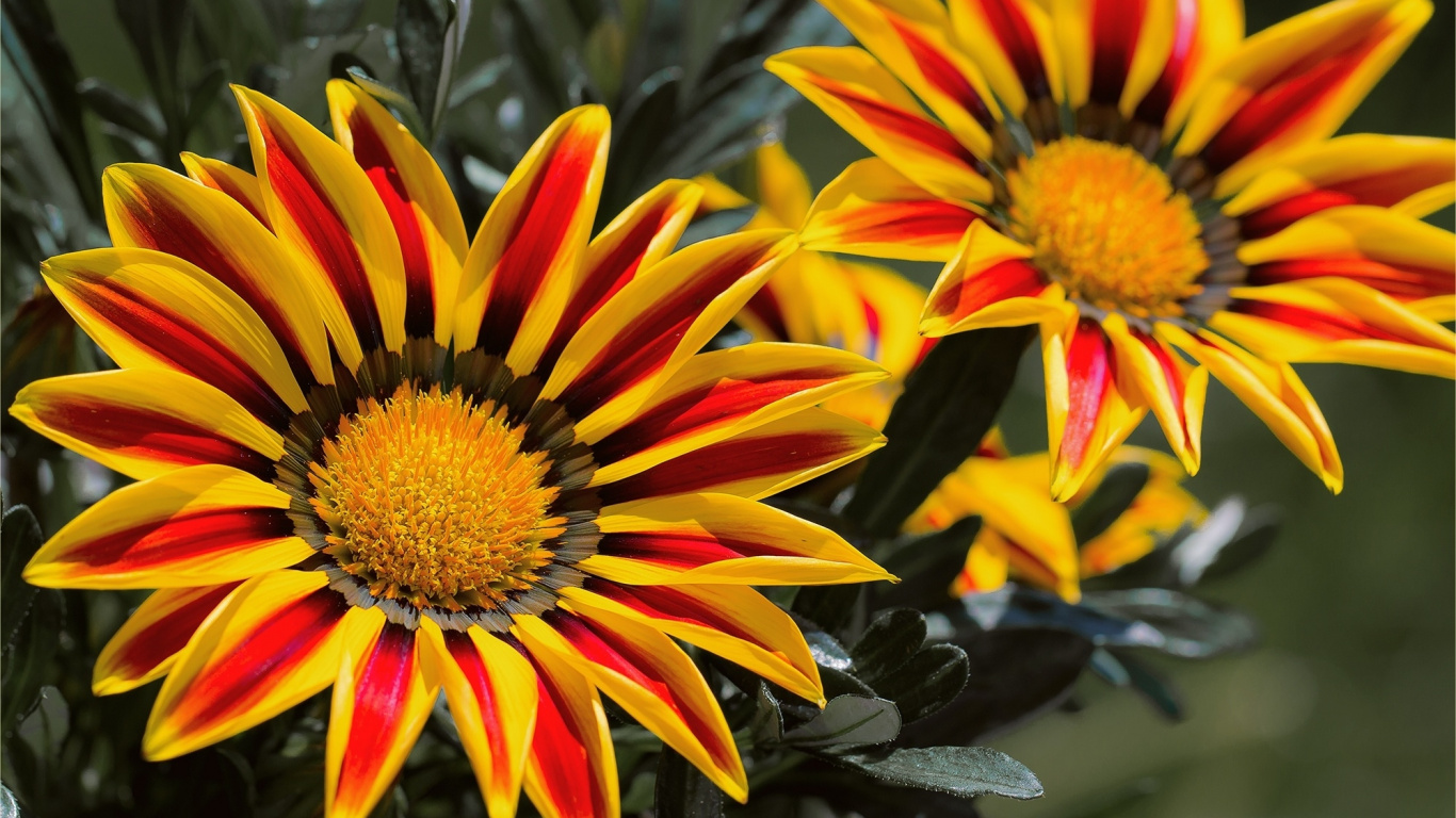 Обои цветок, Газания rigens, лепесток, Газания, желтый в разрешении 1366x768