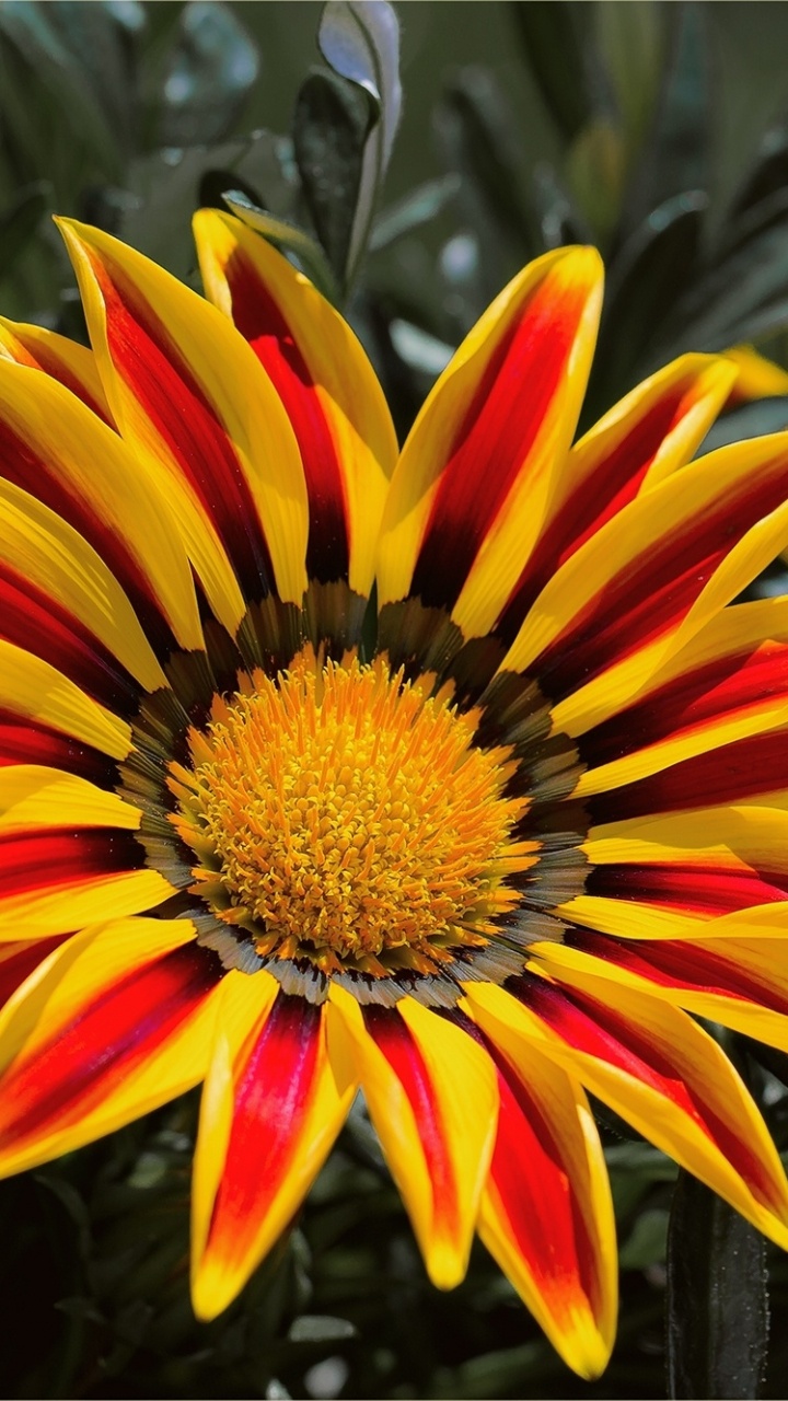 Обои цветок, Газания rigens, лепесток, Газания, желтый в разрешении 720x1280