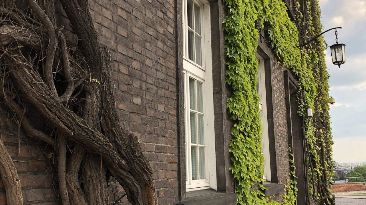 Обои дерево, биология, наука, зеленый, окно в разрешении 1280x720